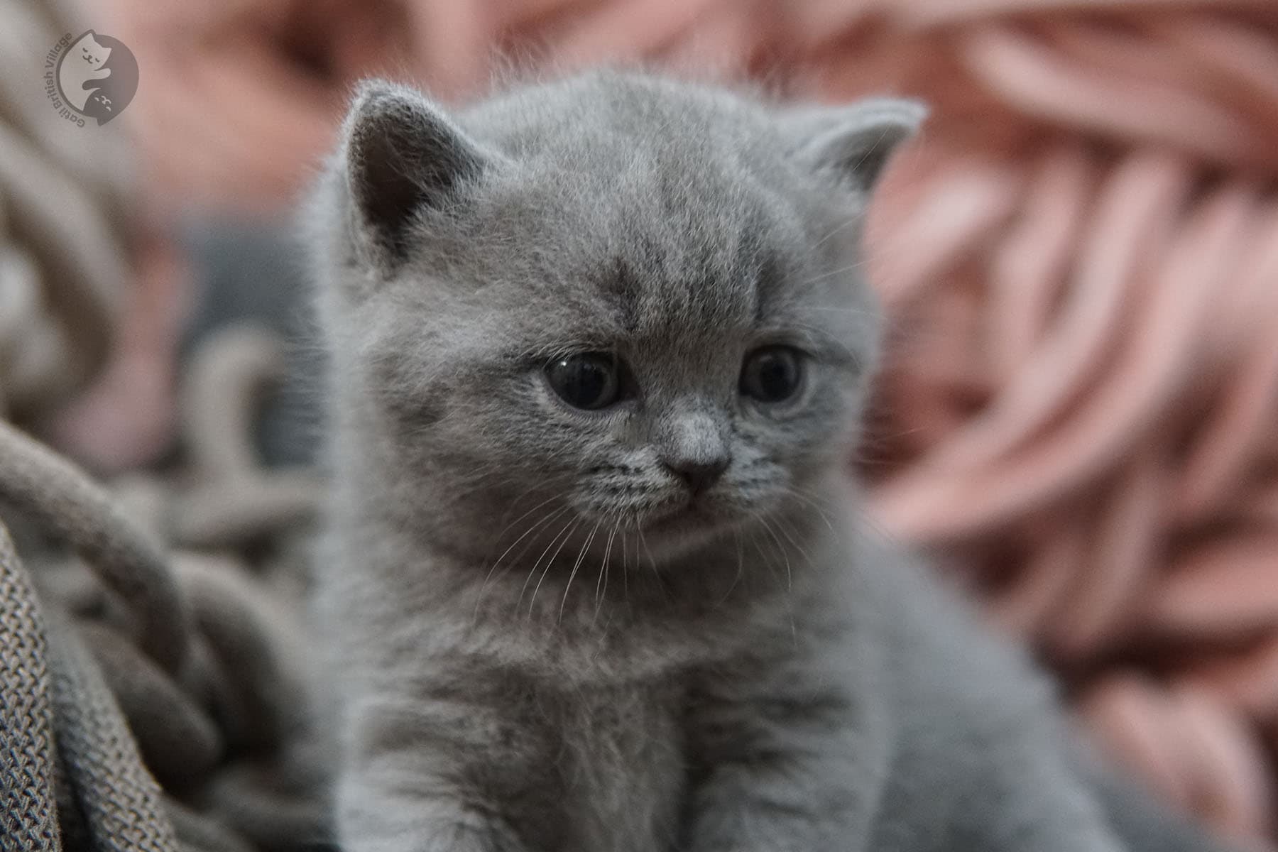 British kitten seated gracefully