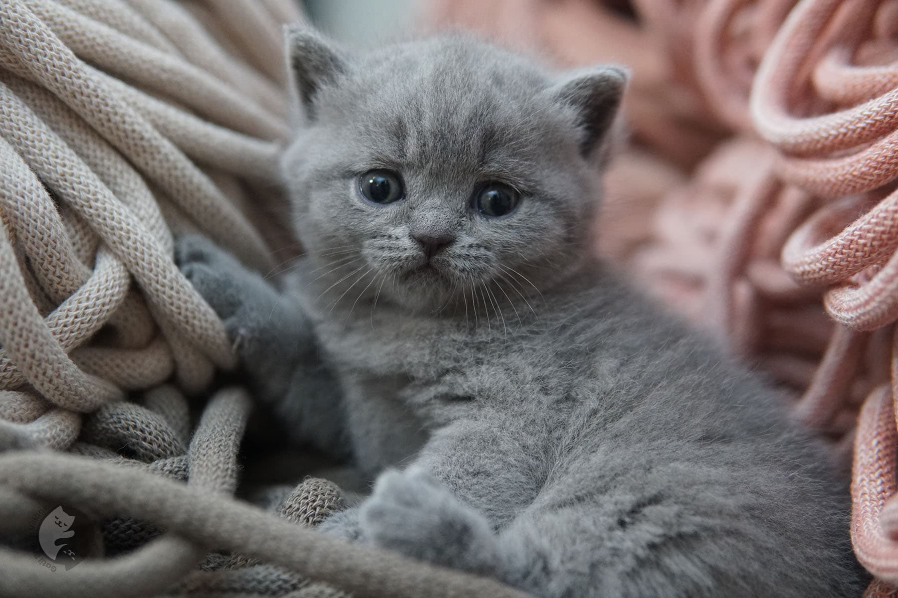 Kitten relaxing awaiting affection