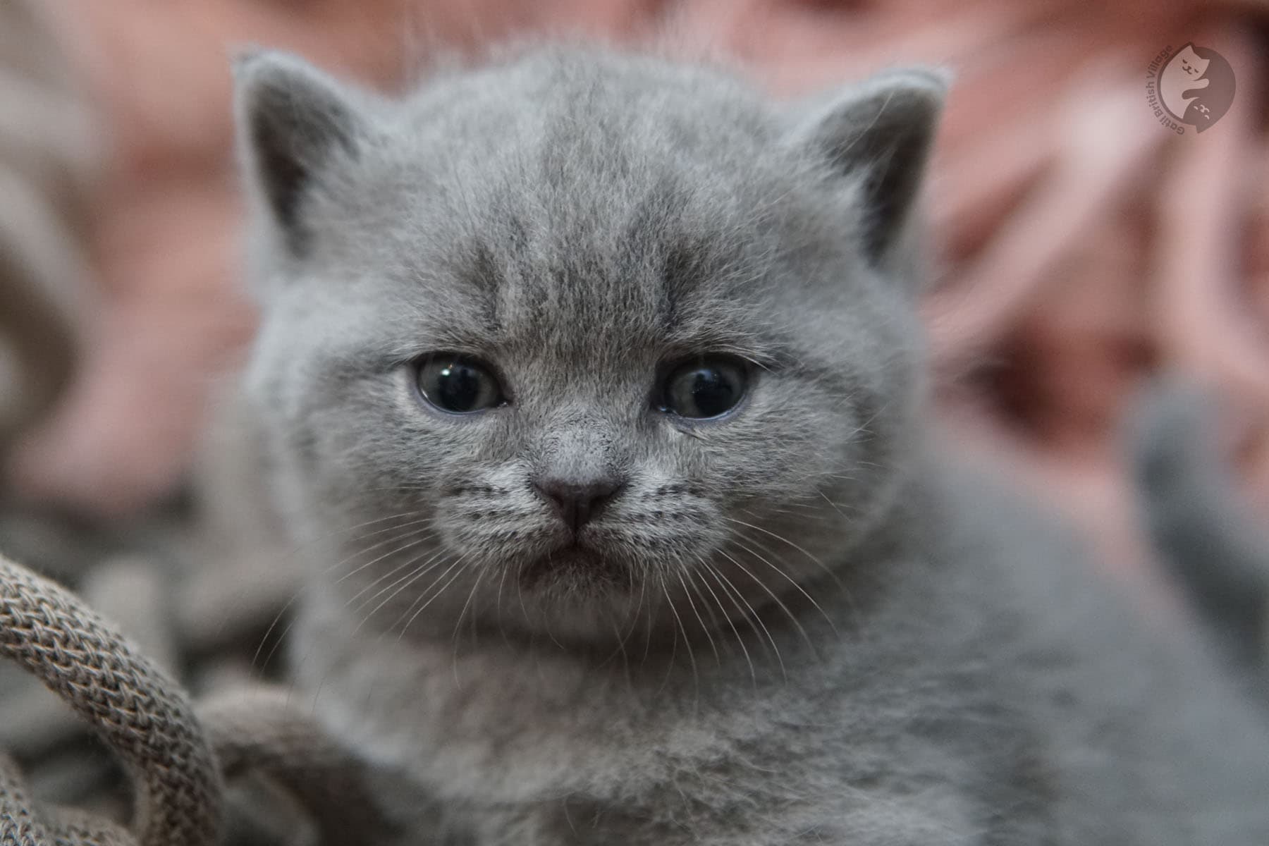 Kitten making direct eye contact