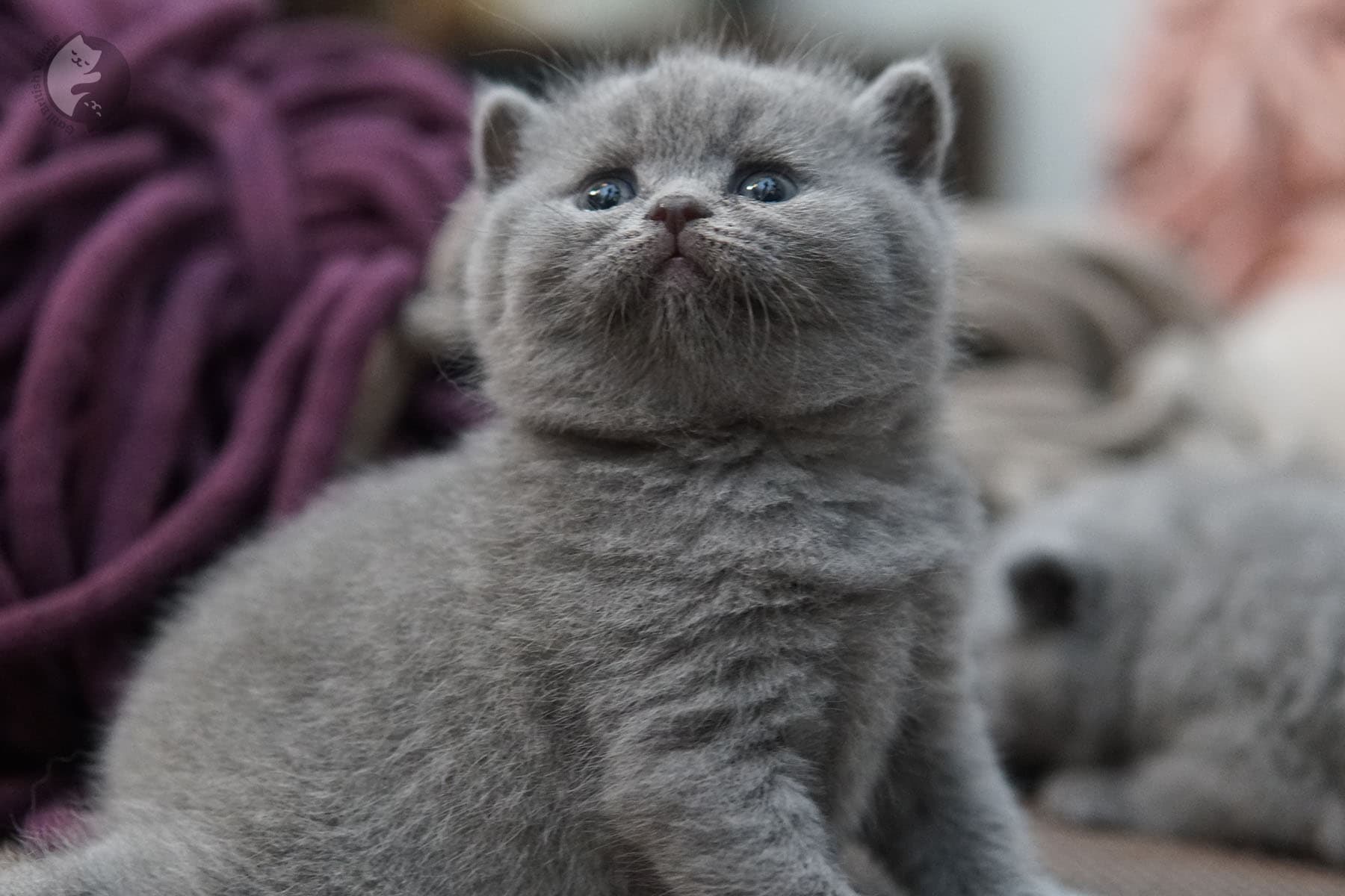 Close-up of cute kitten facial features