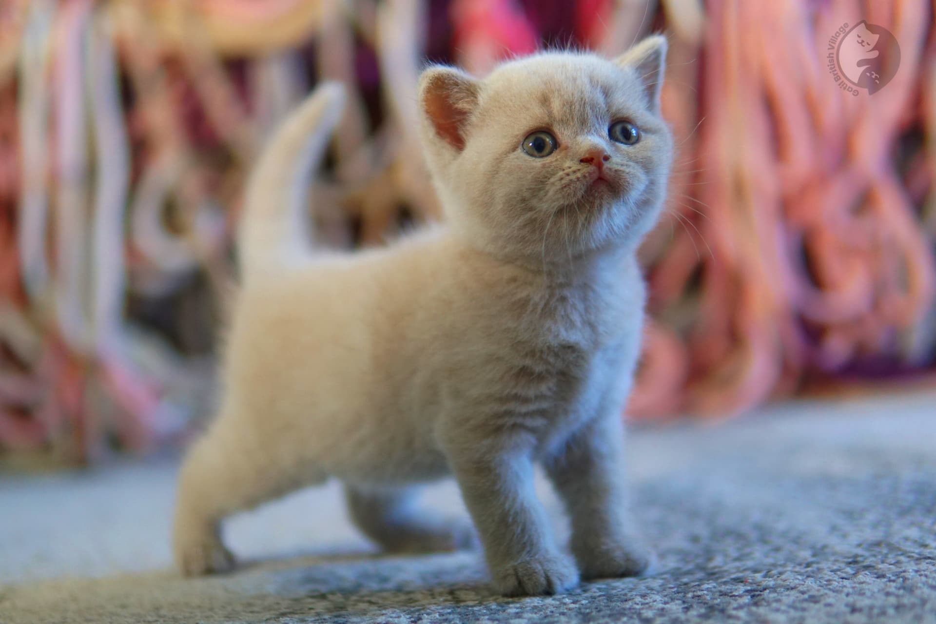 British Shorthair kitten with curious expression on blue blanket