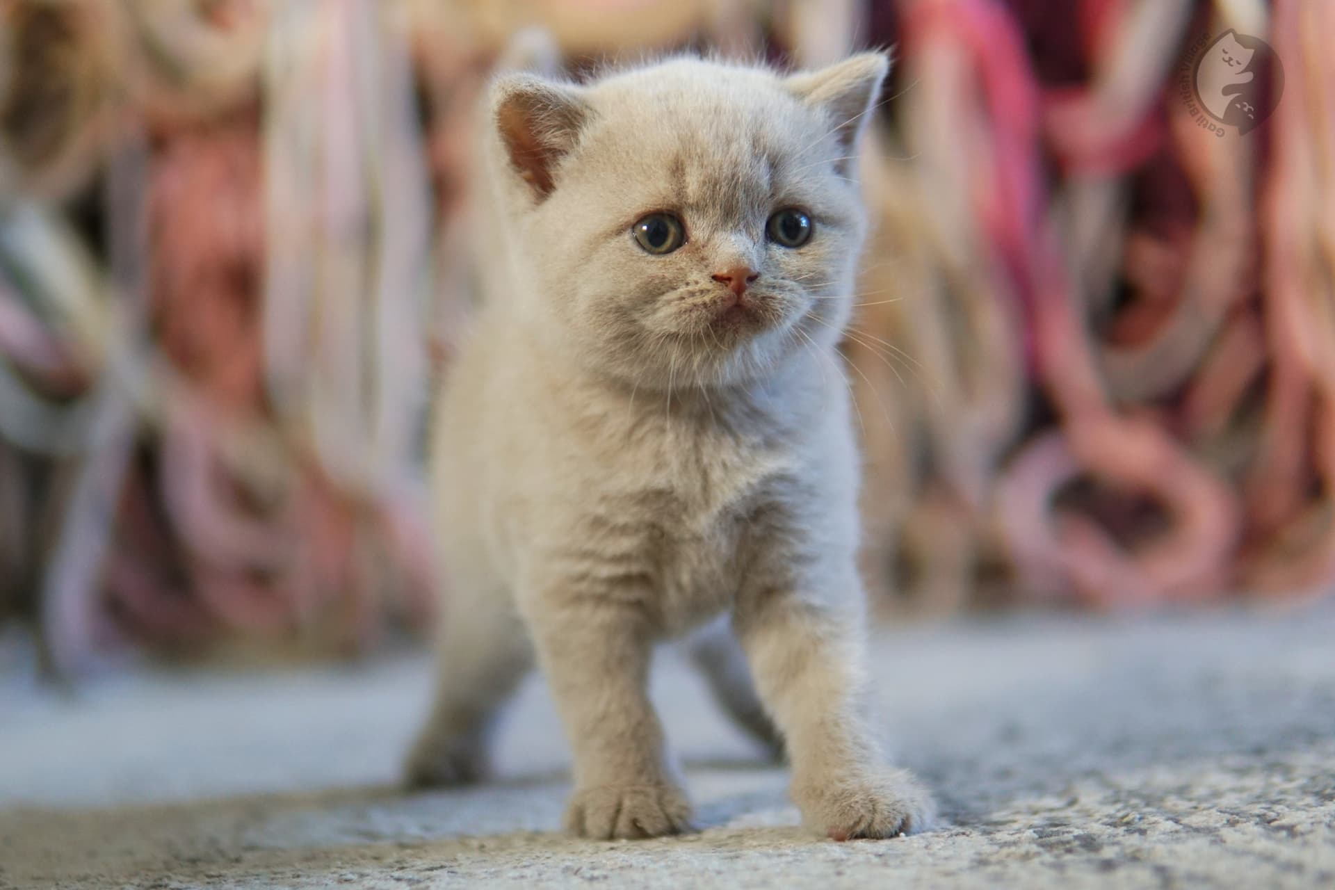 Kittens playing on soft bedding