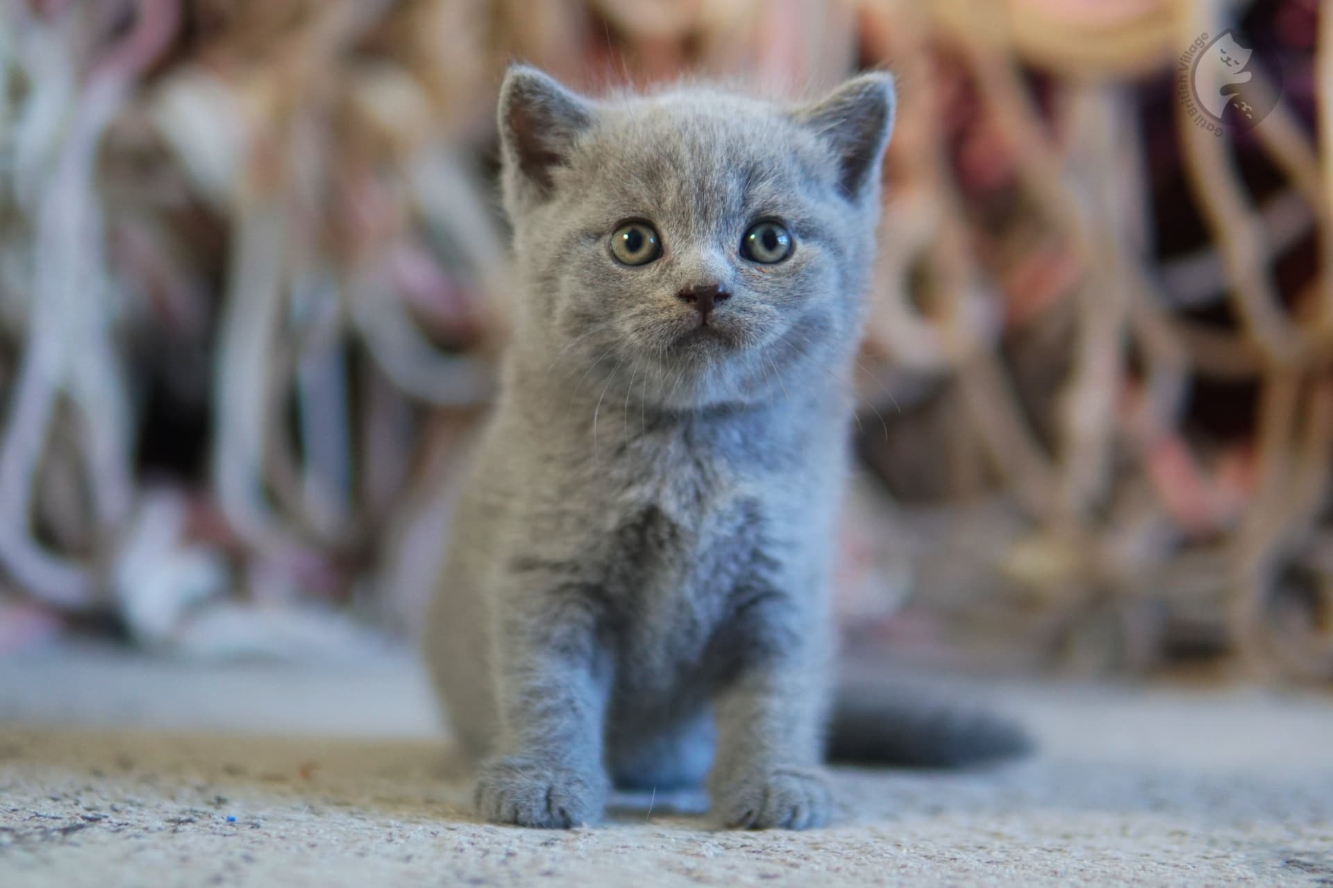 Kitten walking across gray fabric