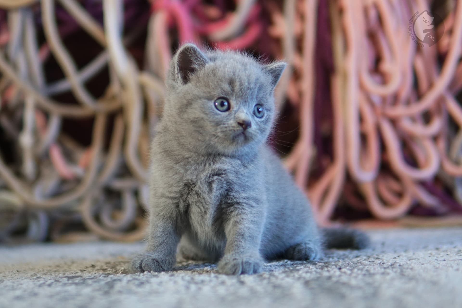 Kitten sleeping peacefully