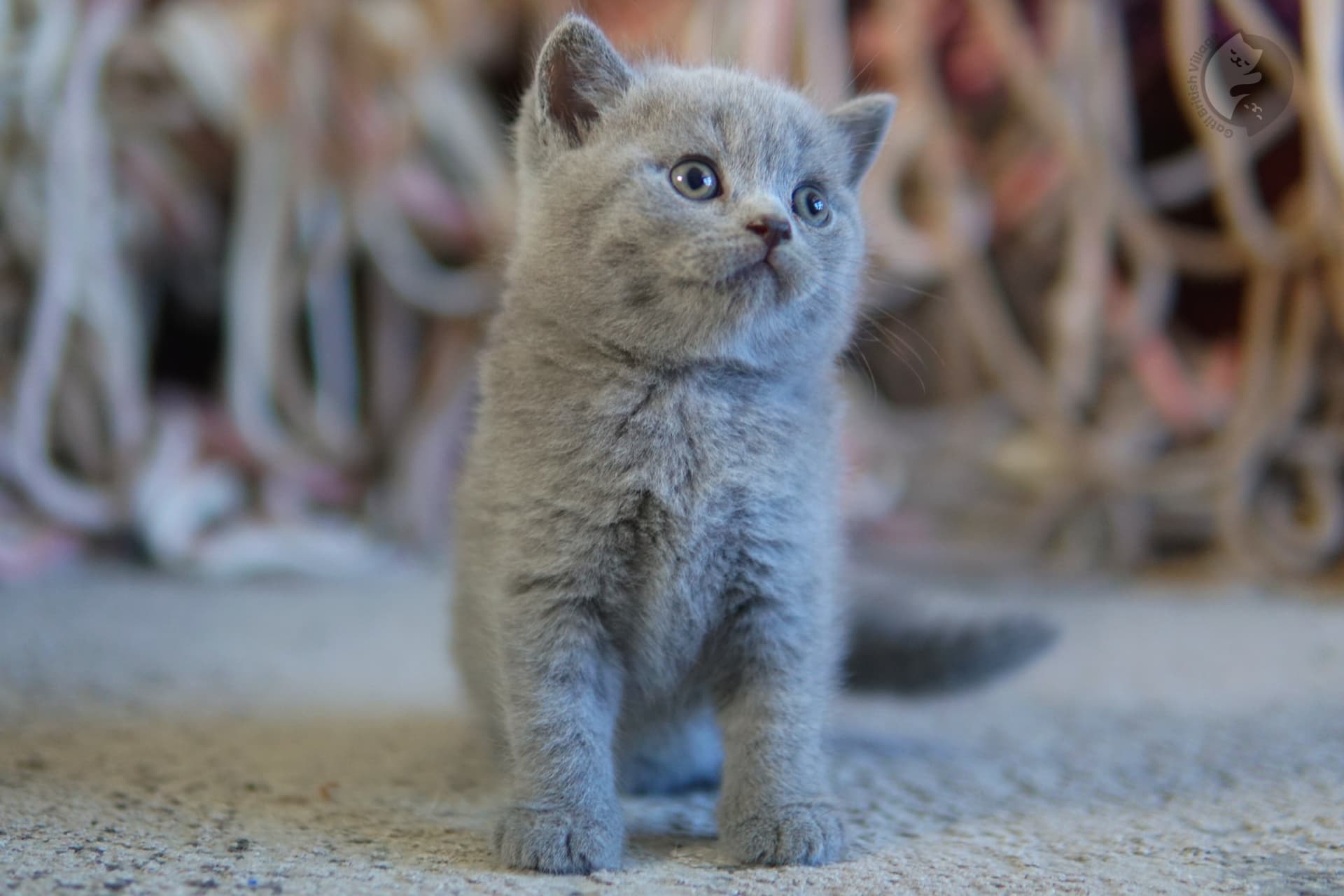 Kitten exploring surroundings gently