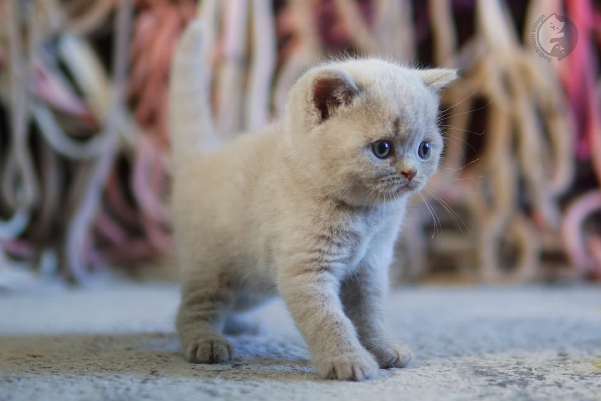 Kitten with soft expression