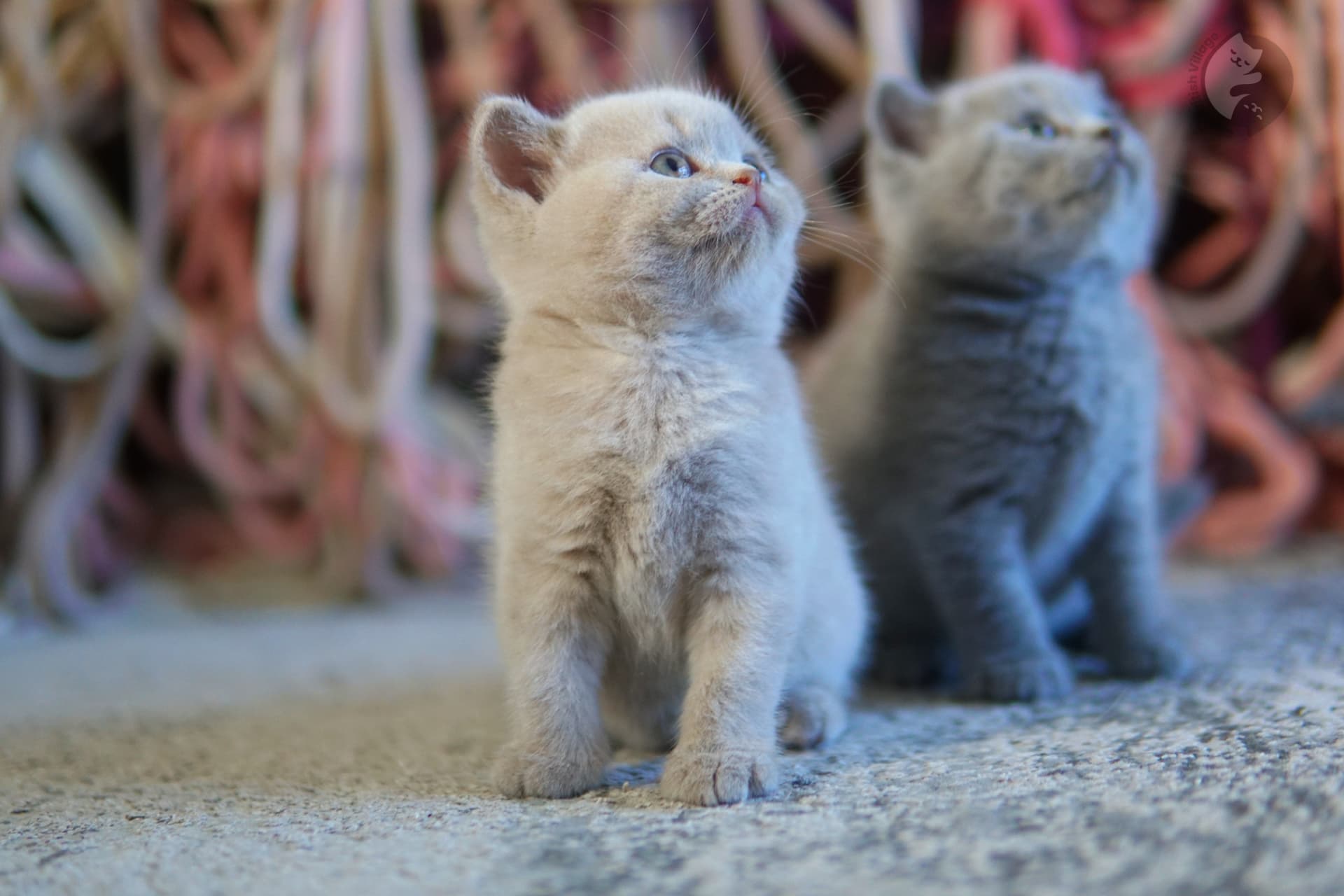Two kittens looking into the camera