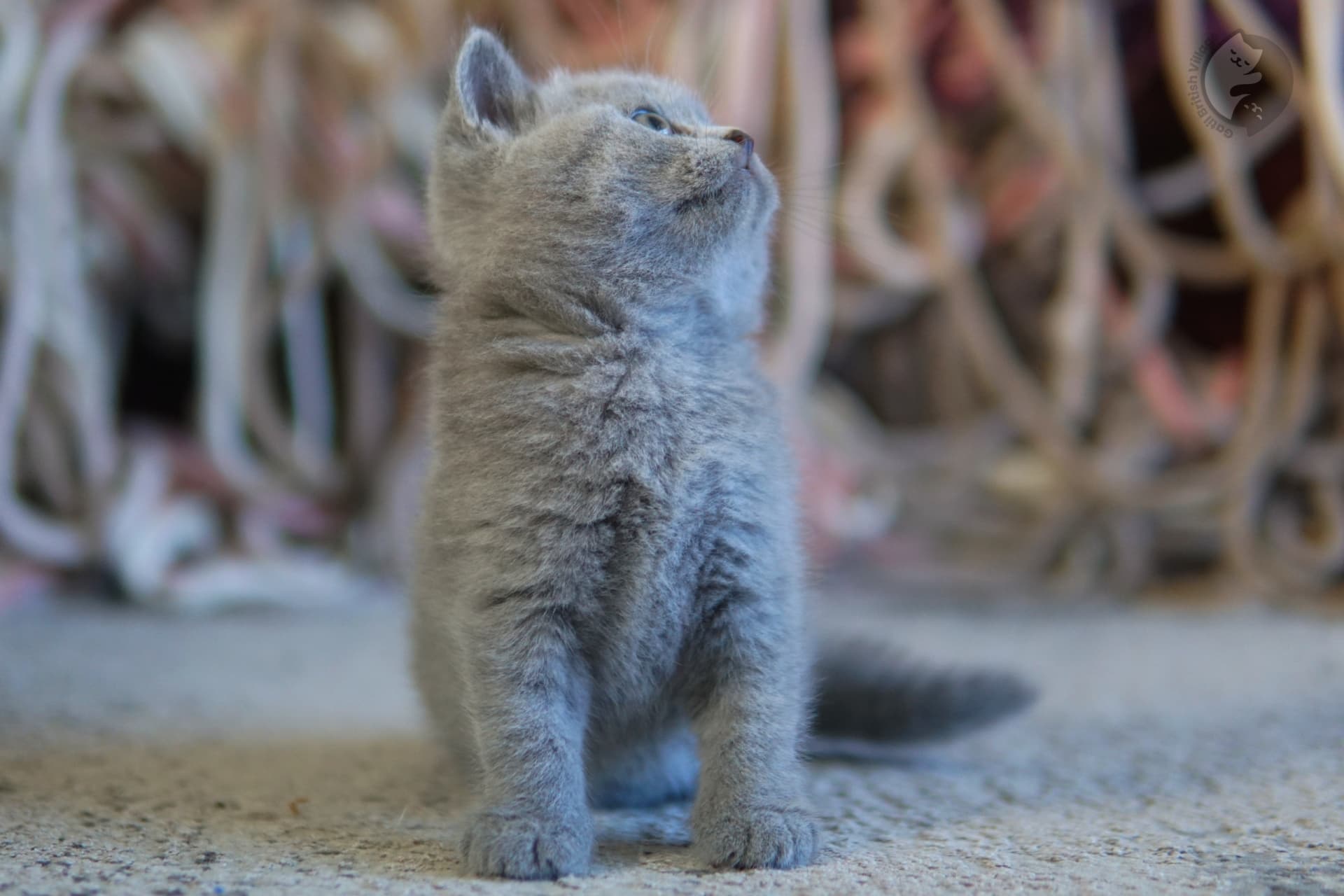 Kitten touching blanket with paw