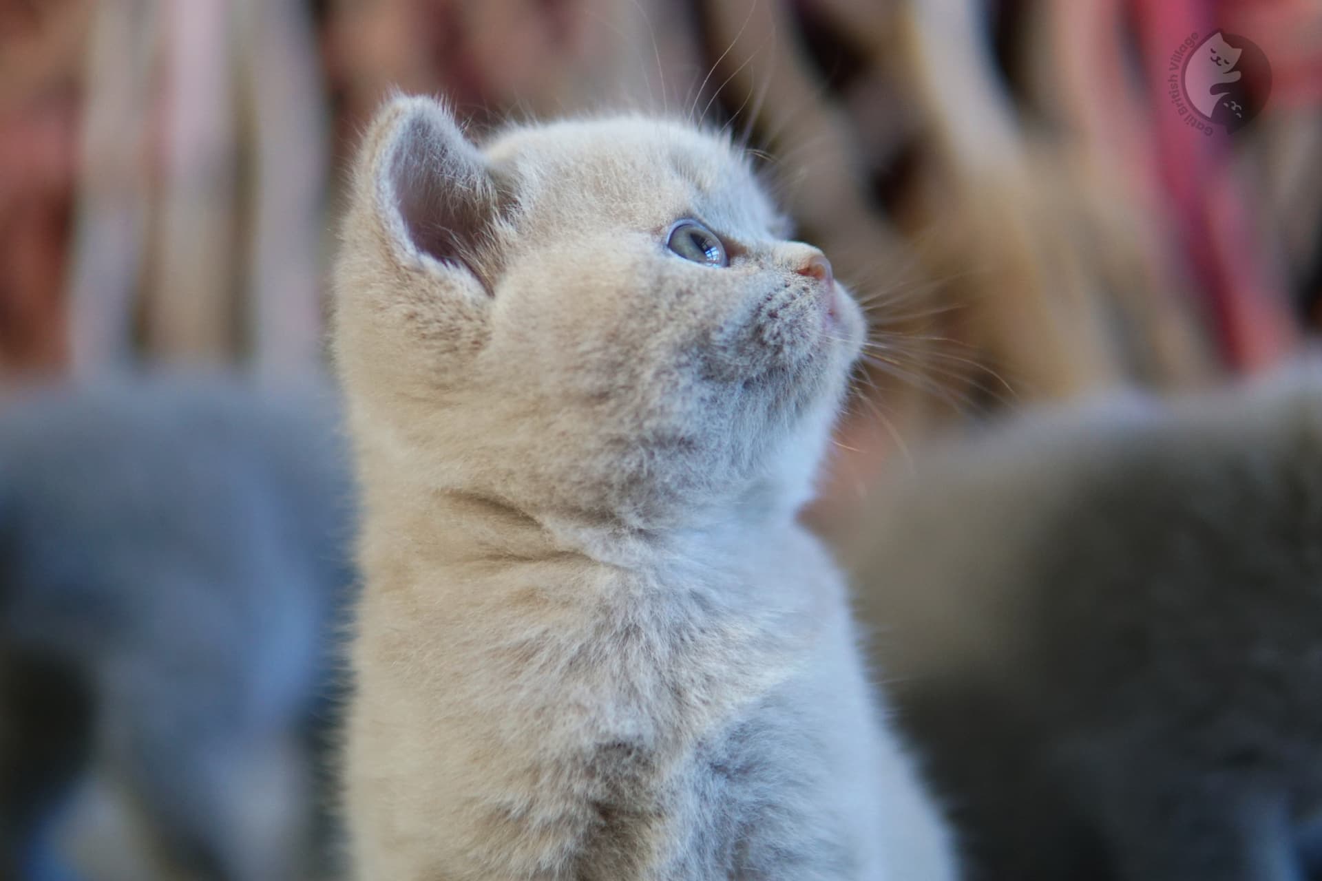 Kitten posing calmly on sofa