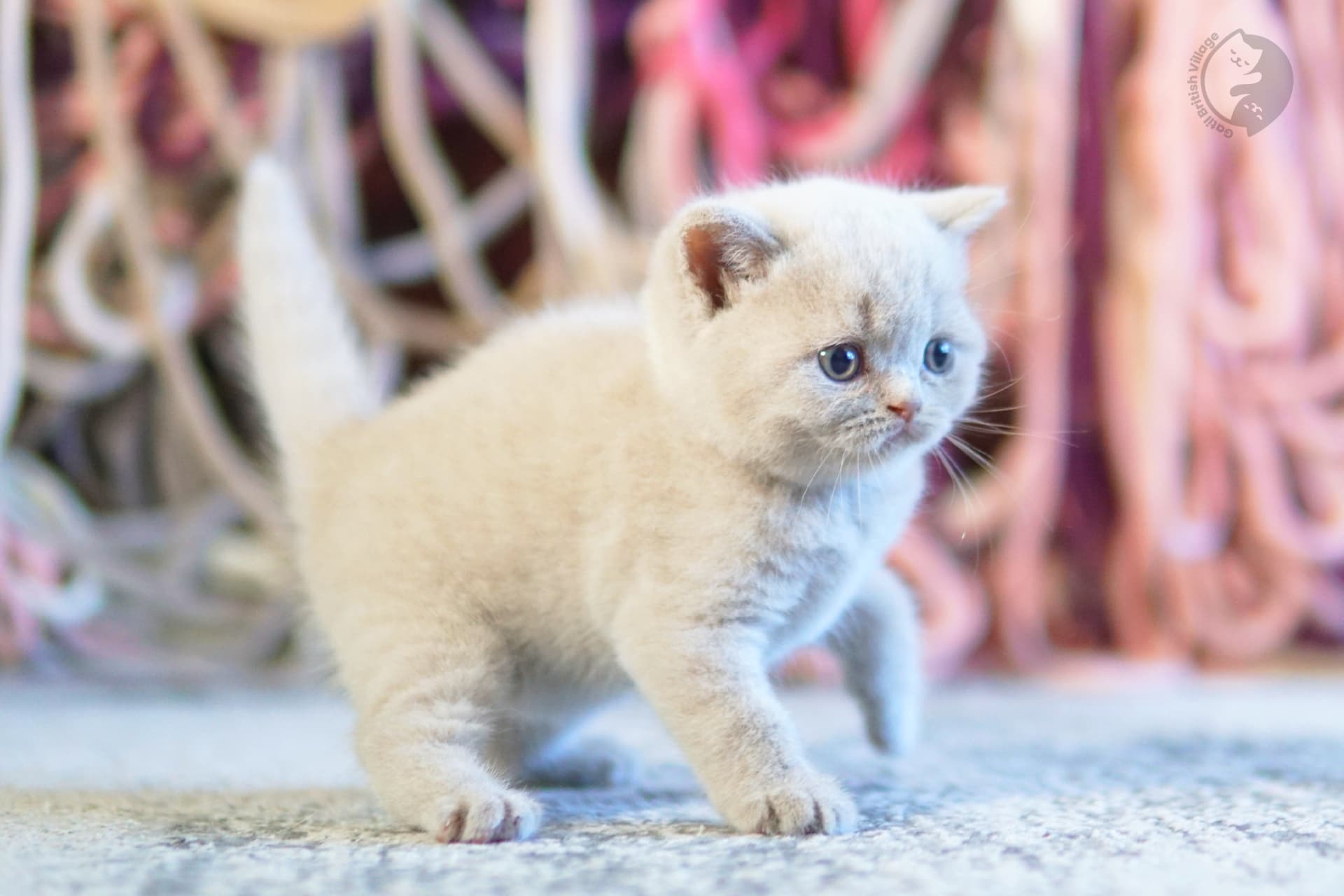 Pair of kittens side by side