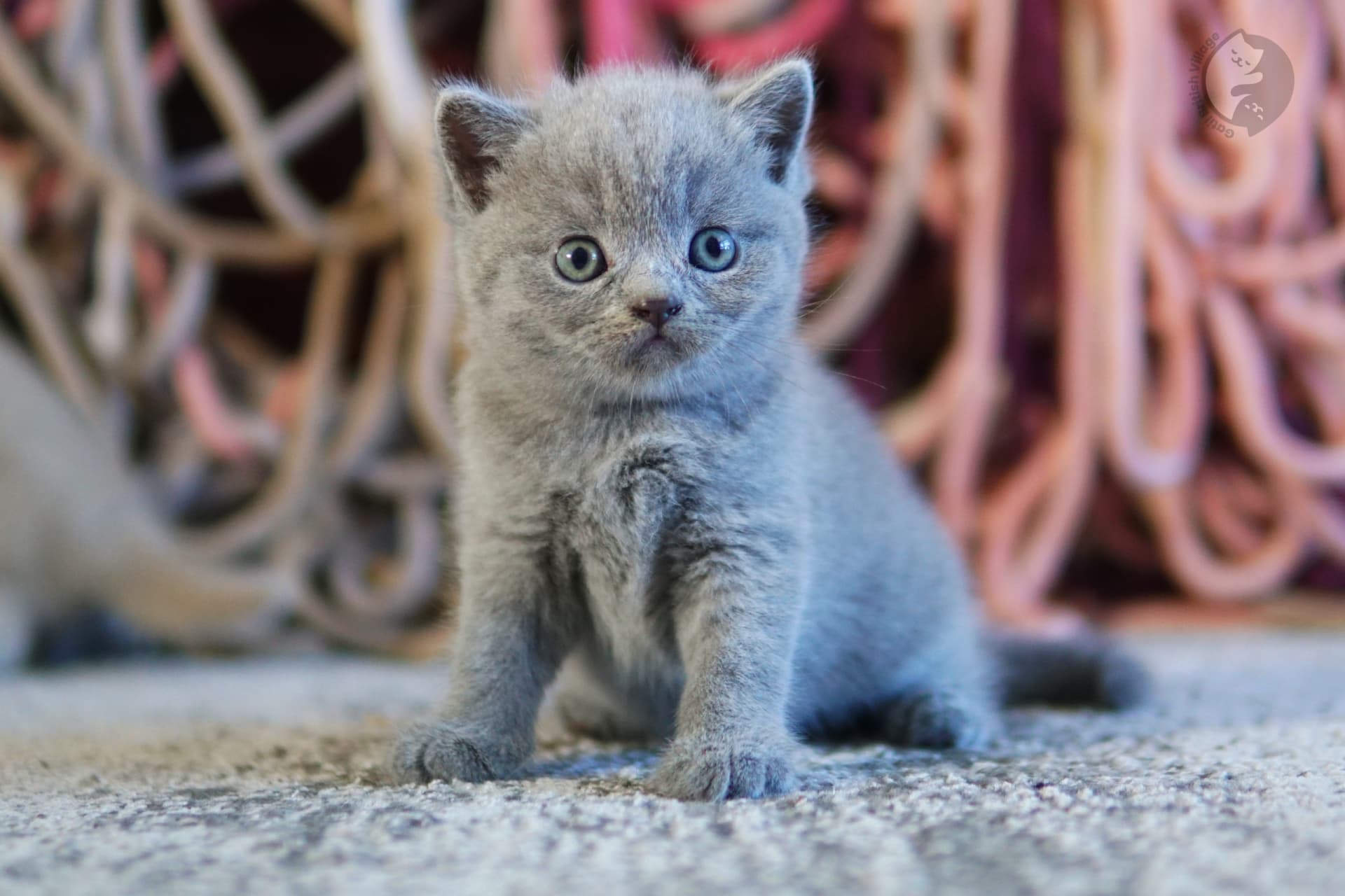 Kitten with wide attentive eyes