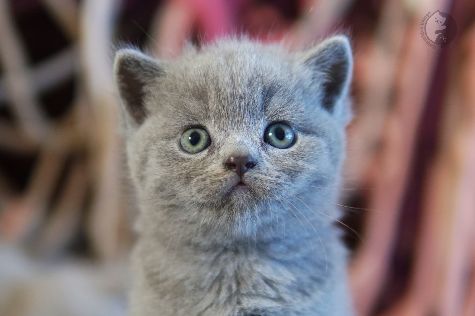 Kitten looking upwards