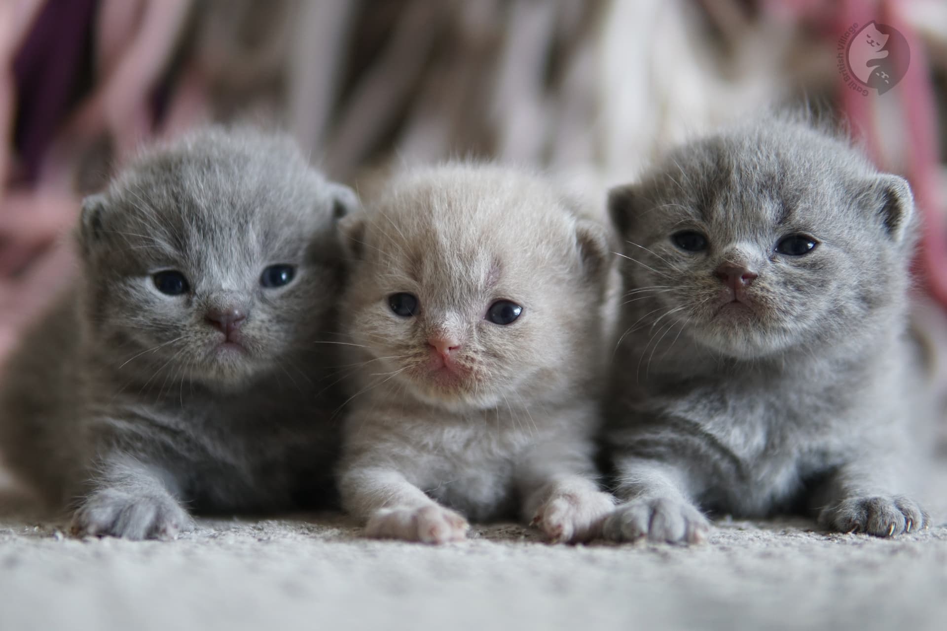Kitten sniffing soft blanket
