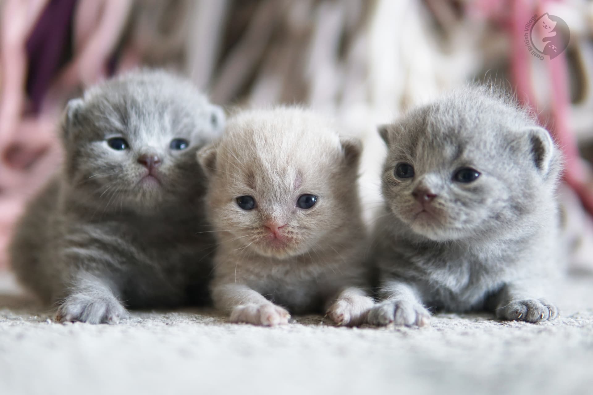 Kitten with crossed paws