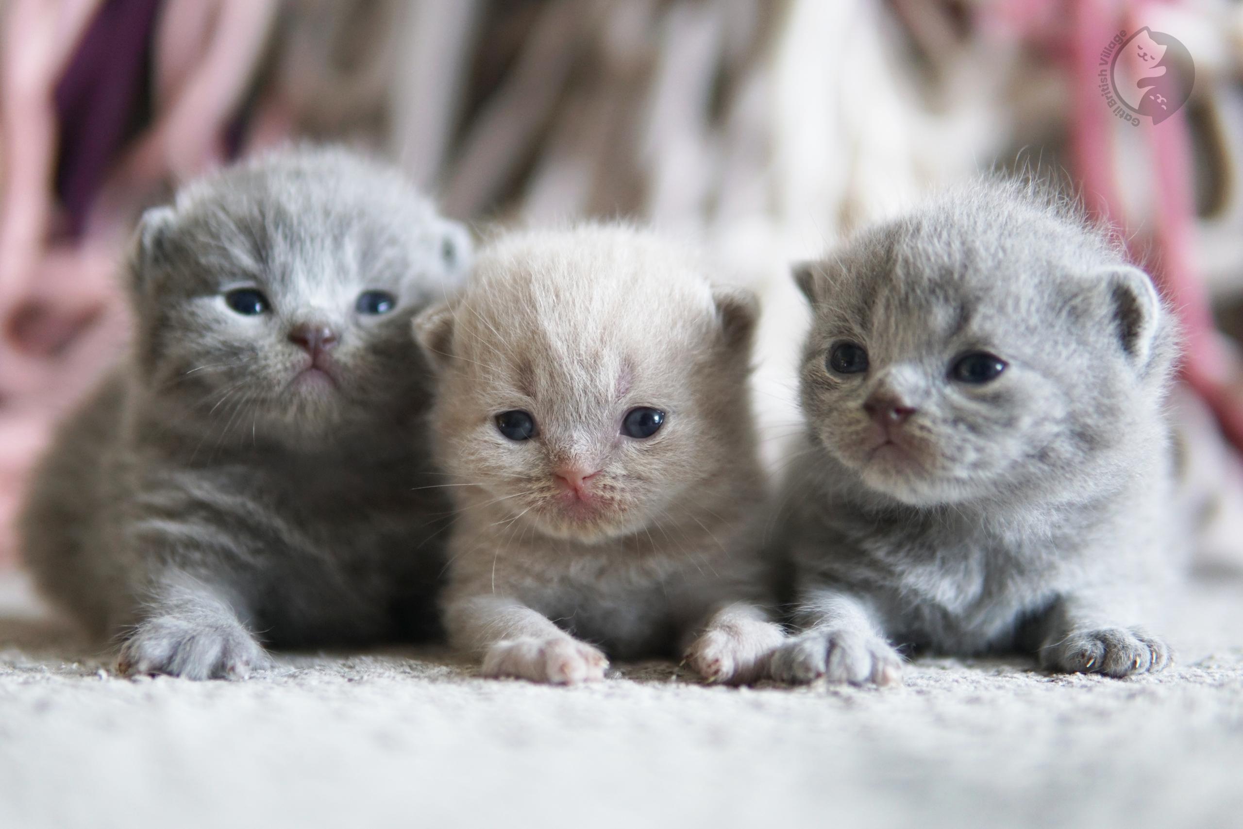 Kitten with crossed paws