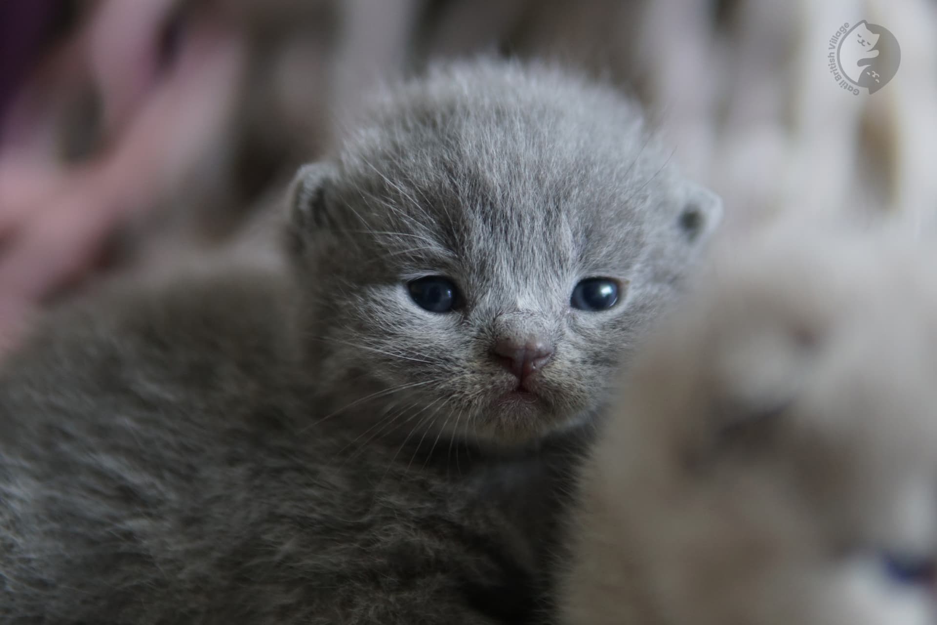 Kitten peacefully asleep
