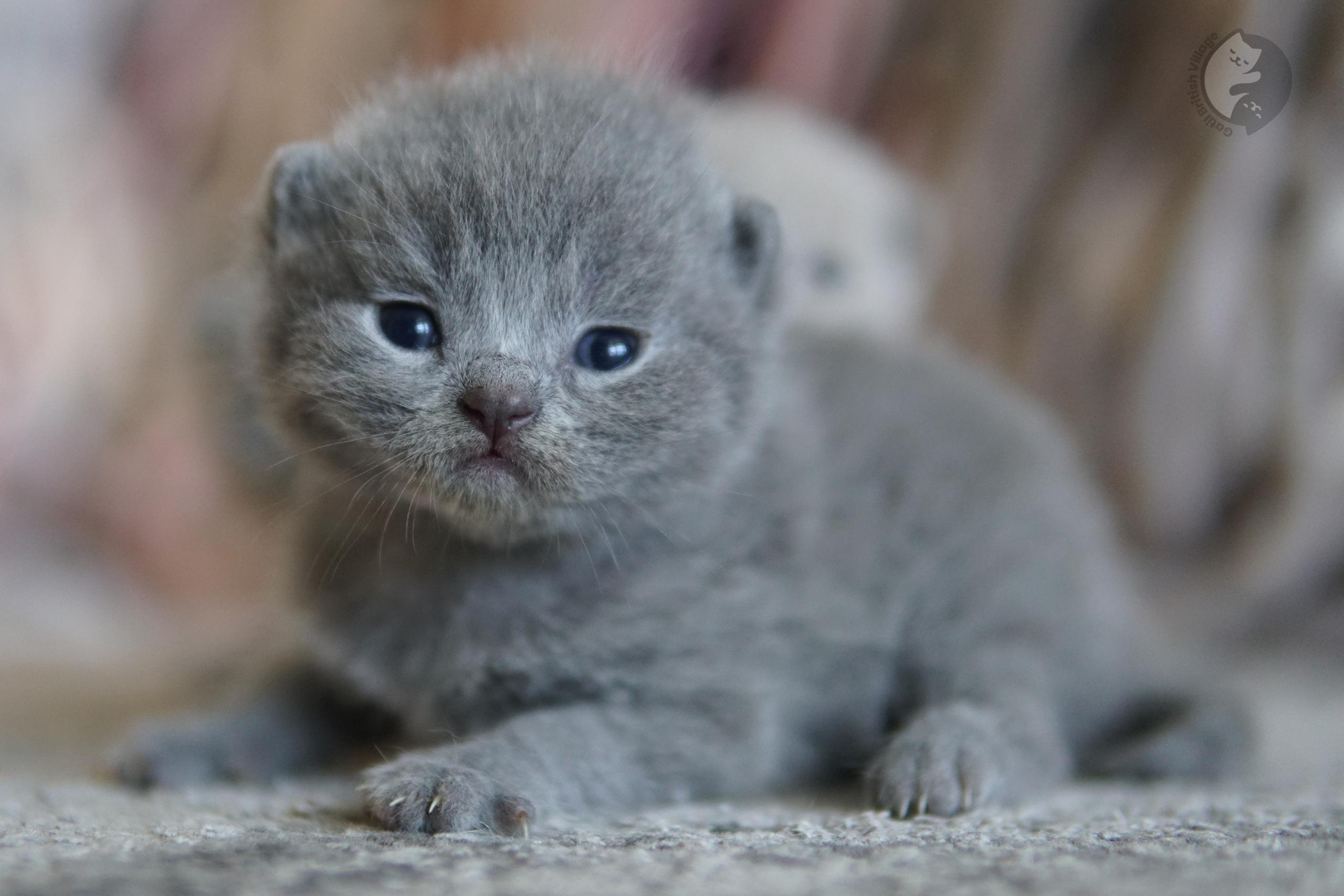 Kitten wrapped in pink blanket