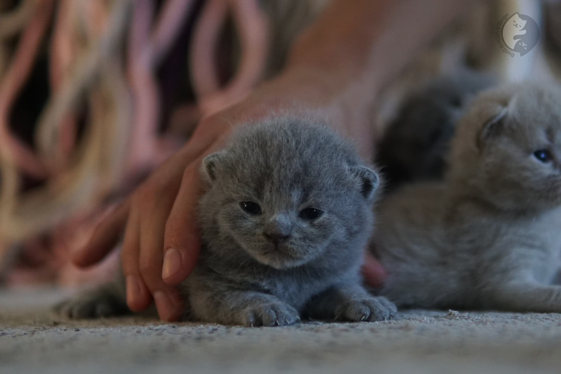 Kitten sitting alertly