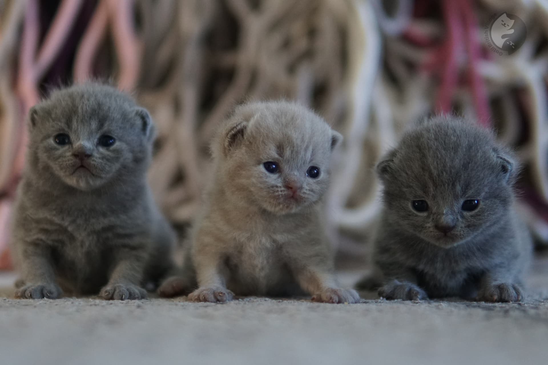 Kitten observing the room