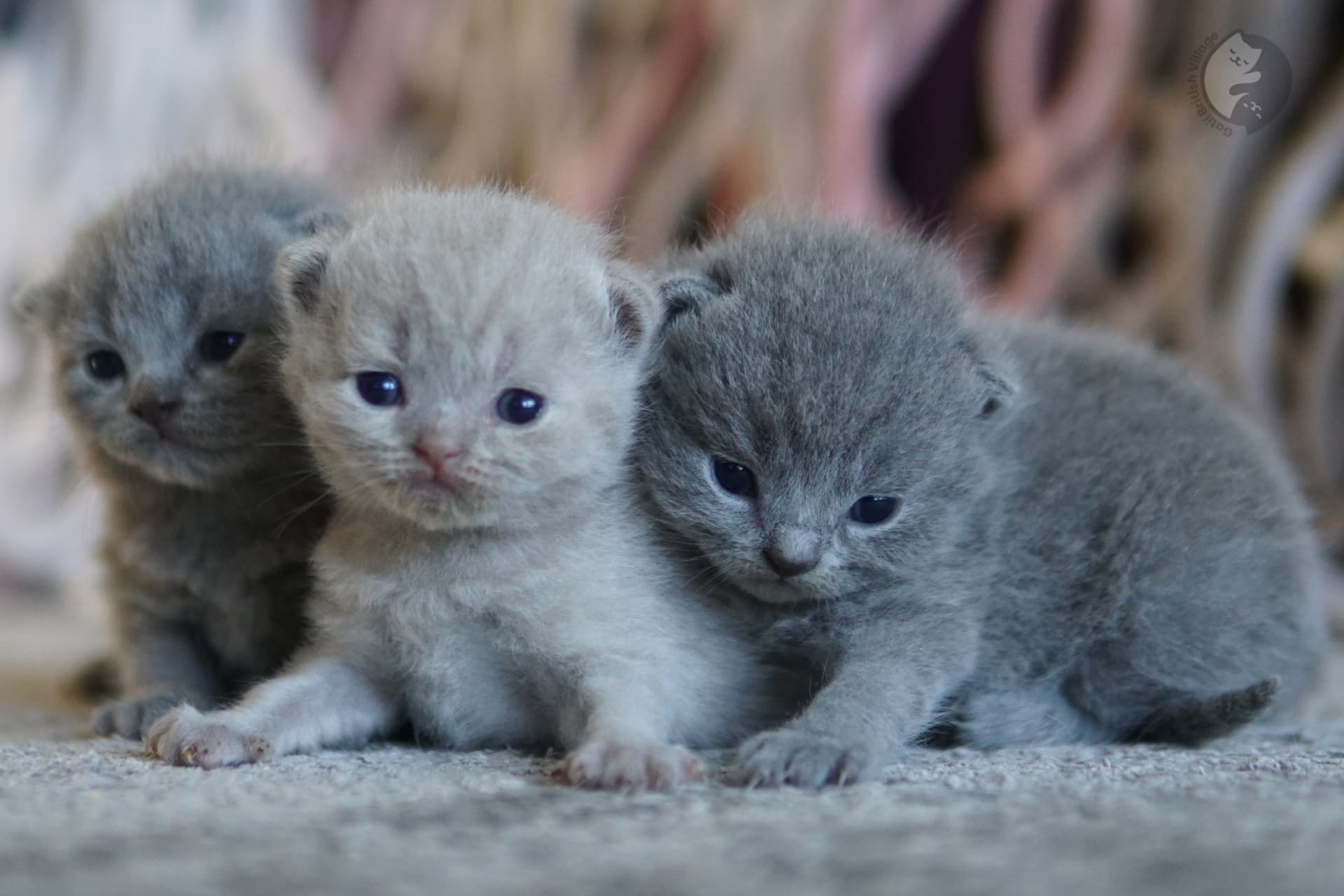 Whiskers of kitten close up