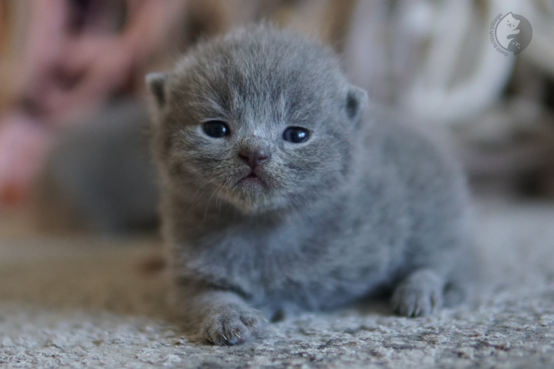 Kitten posing with focus