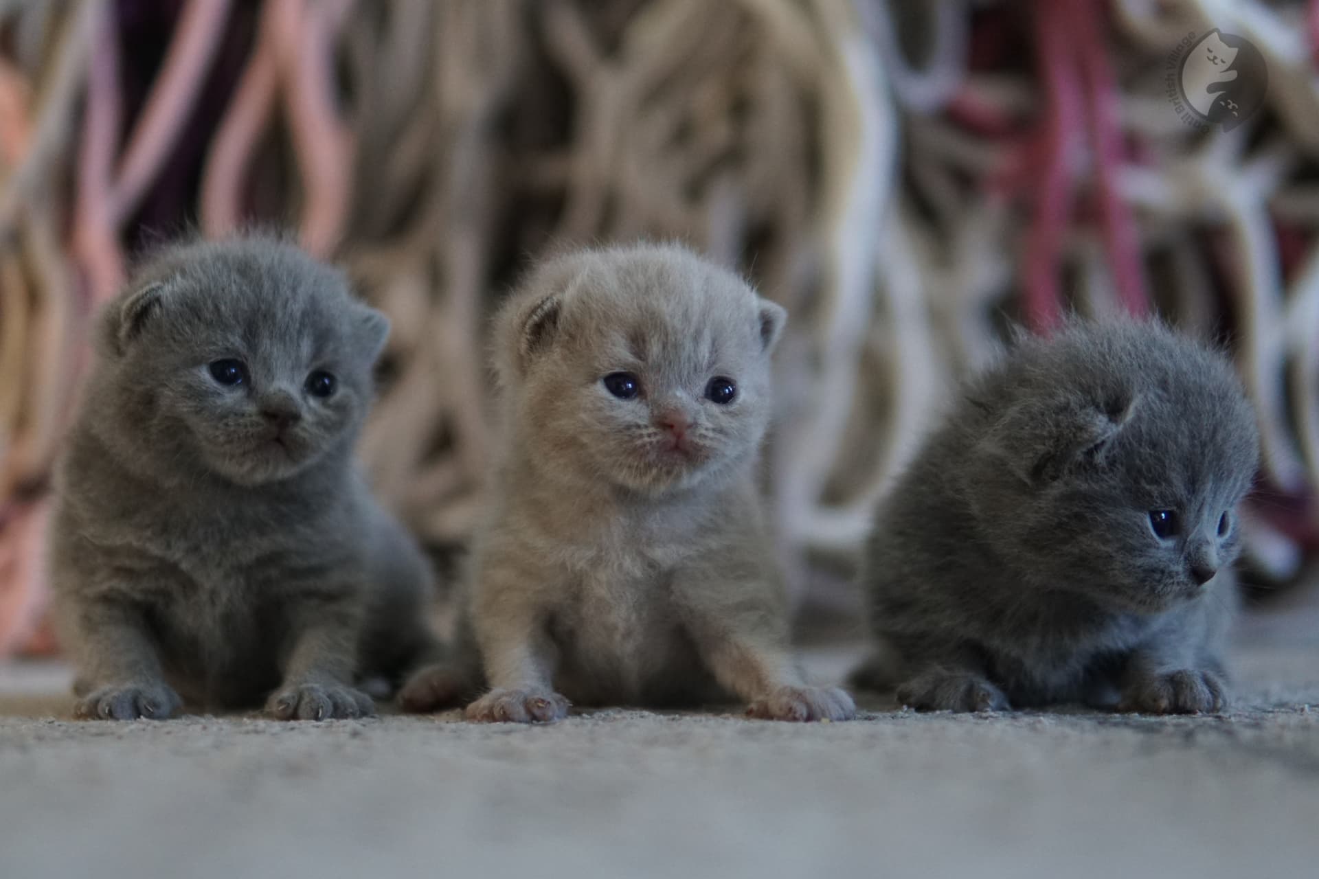 Kitten resting beneath layers