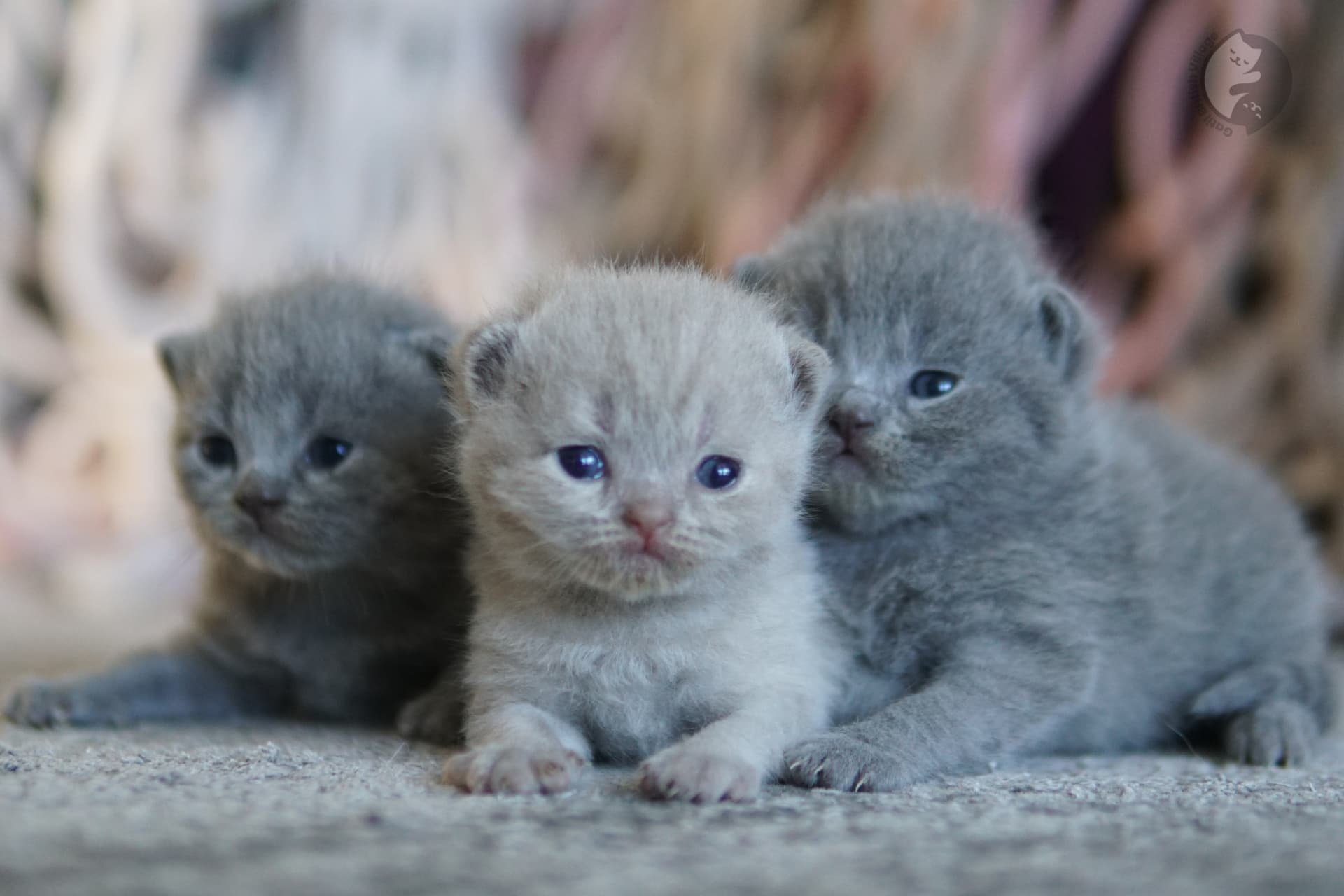 Kitten with sparkling eyes