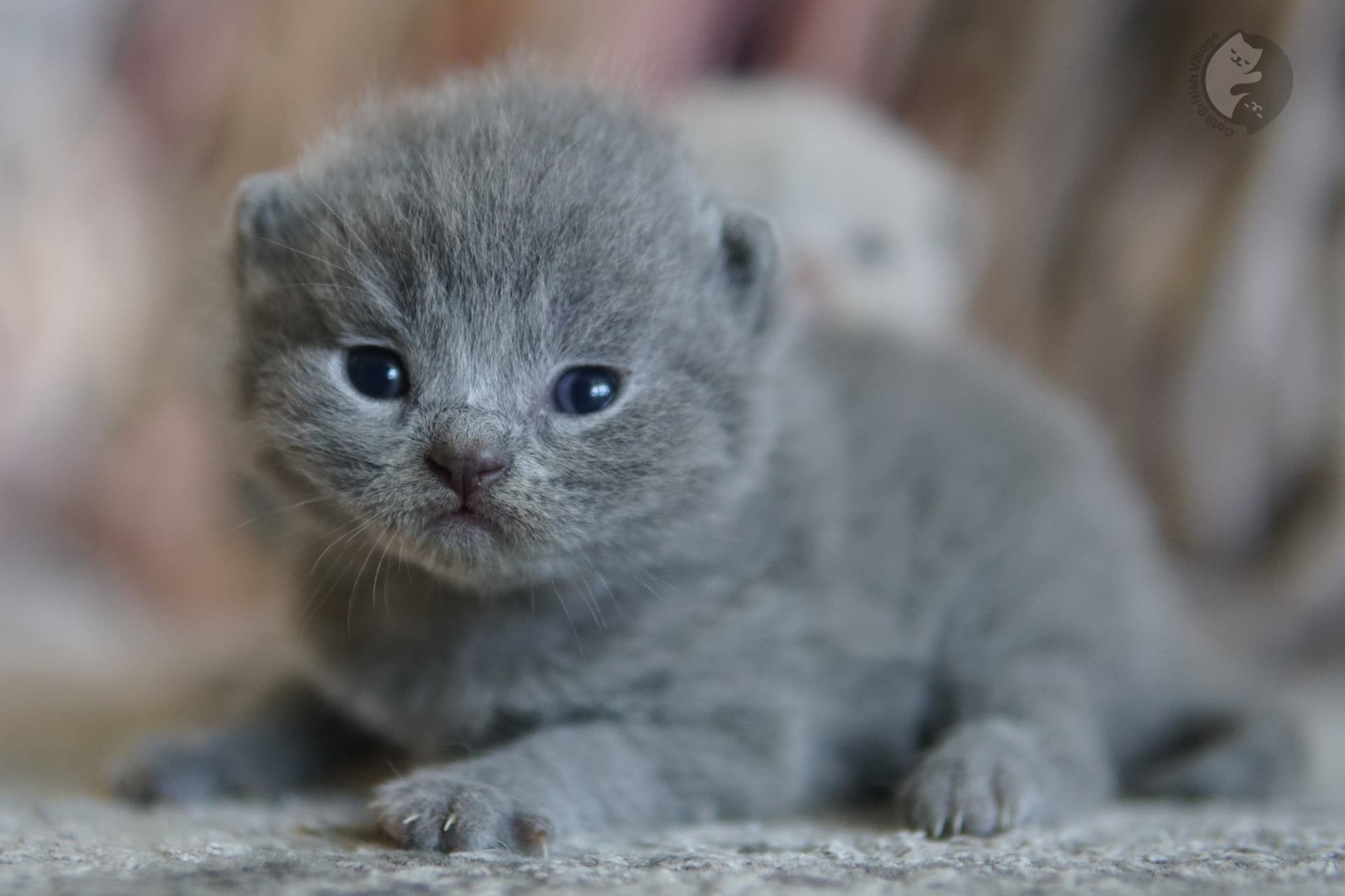 Kitten showing soft paws