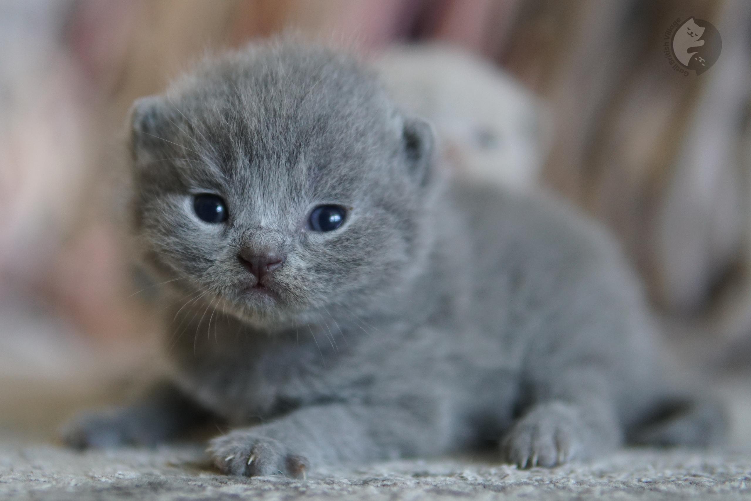 Kitten showing soft paws