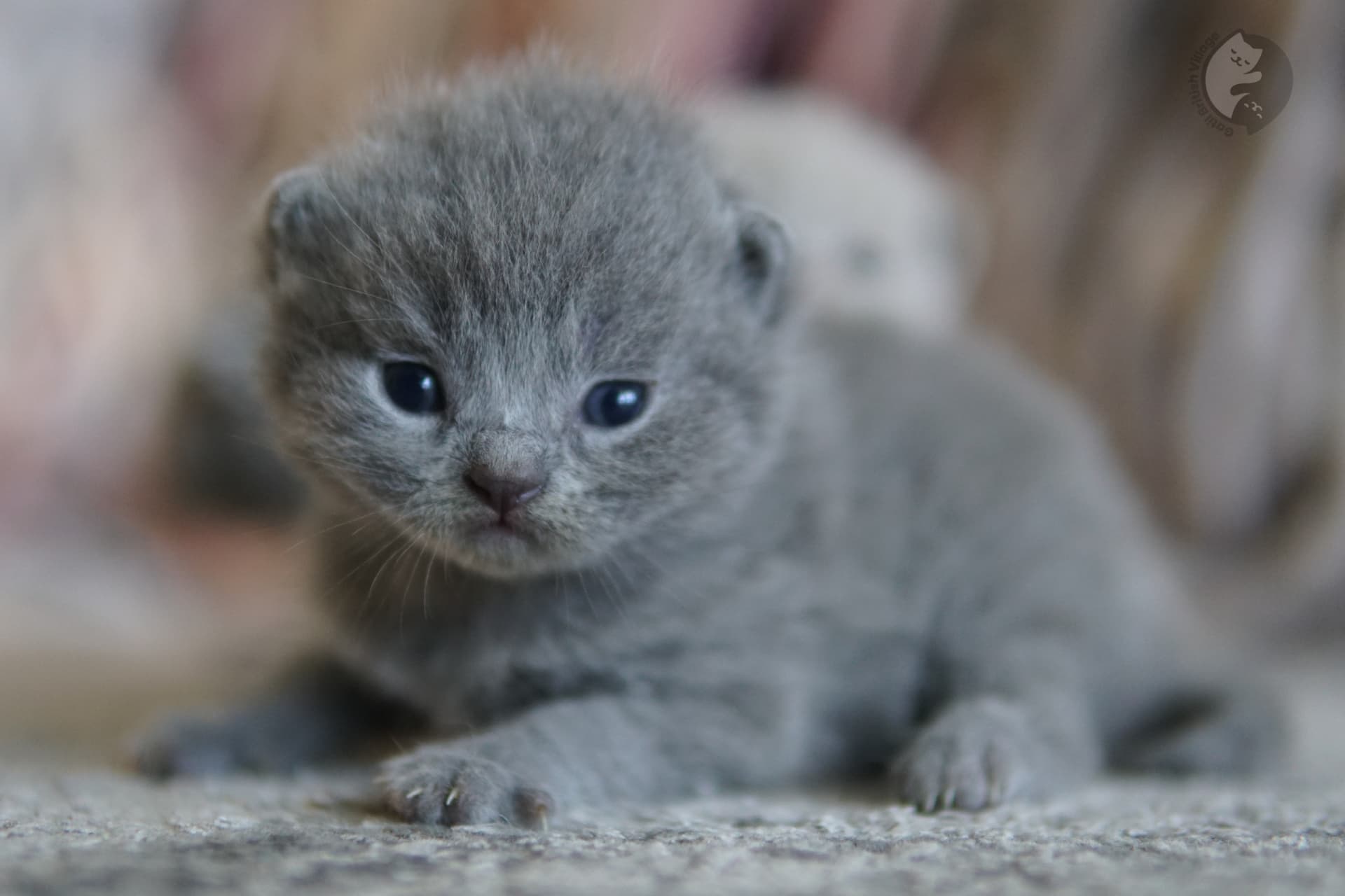 Kitten nestled into blanket