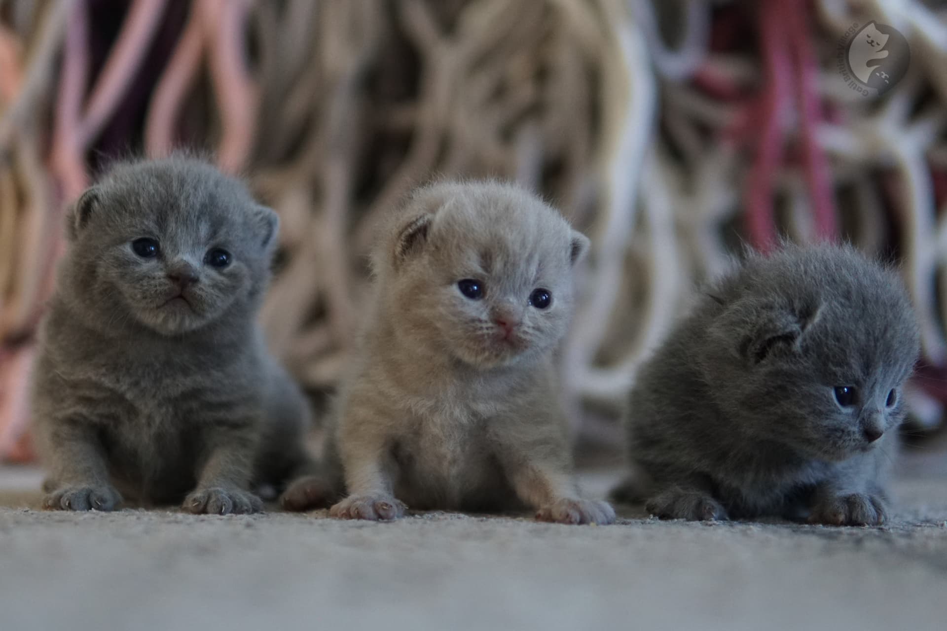 Close-up of kitten's nose
