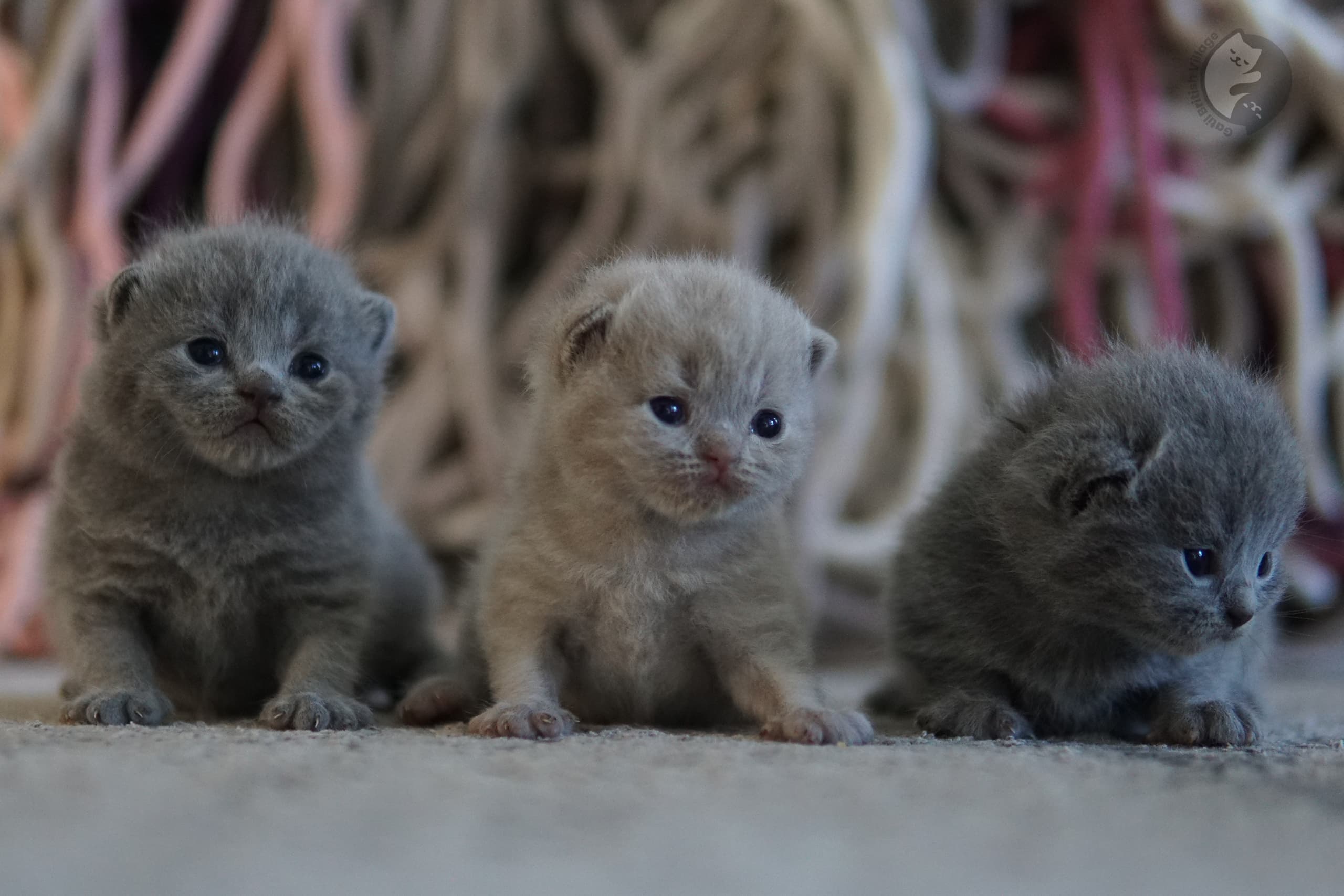 Close-up of kitten's nose