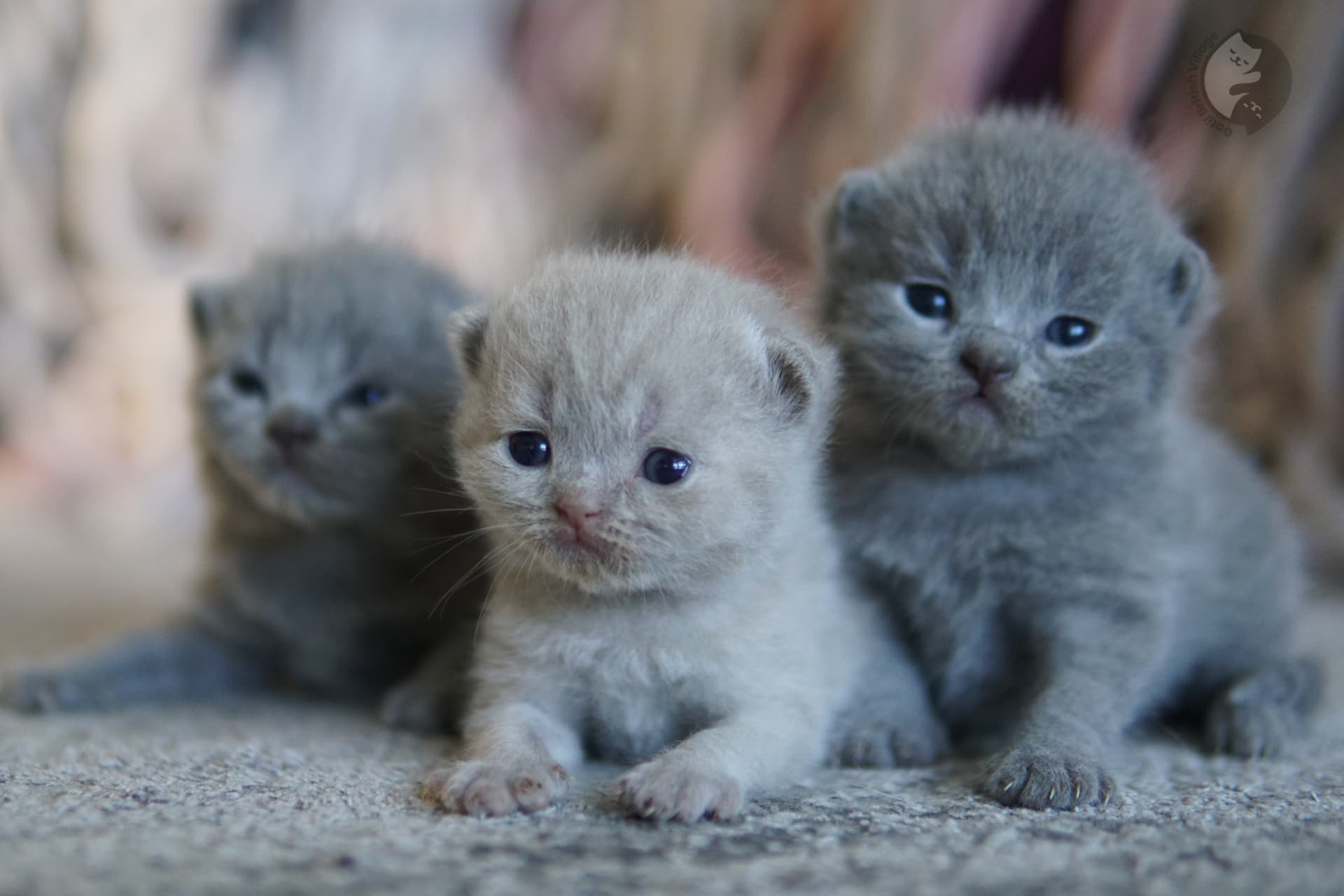 Kitten with large alert eyes