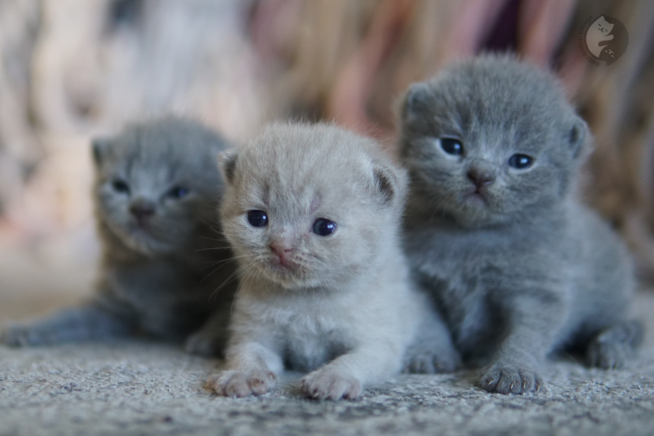 Kitten with large alert eyes