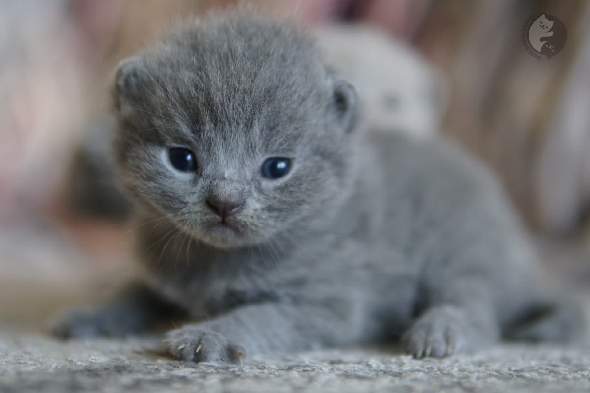 Kitten with thick soft fur