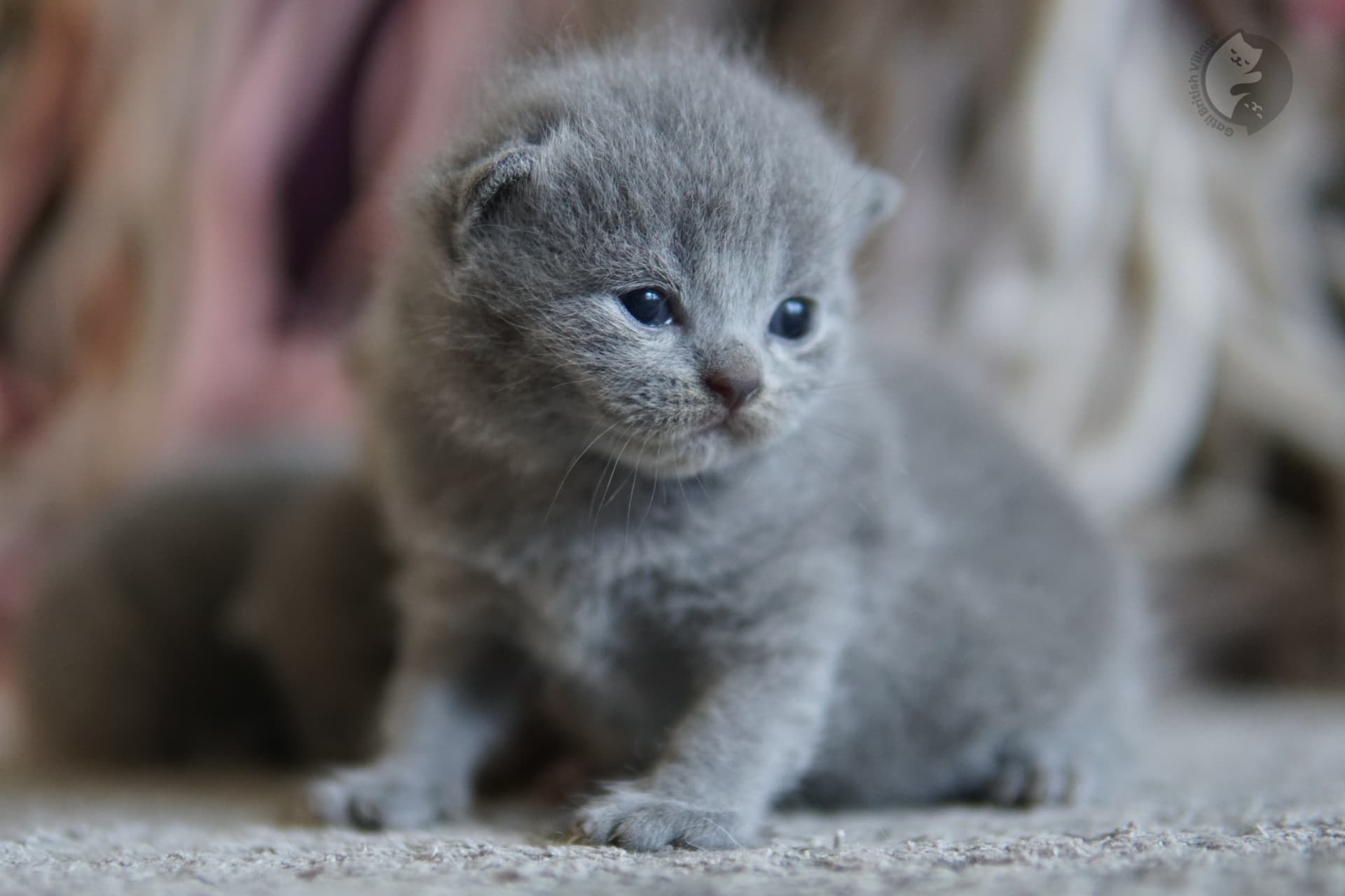 Kitten with ears perked up