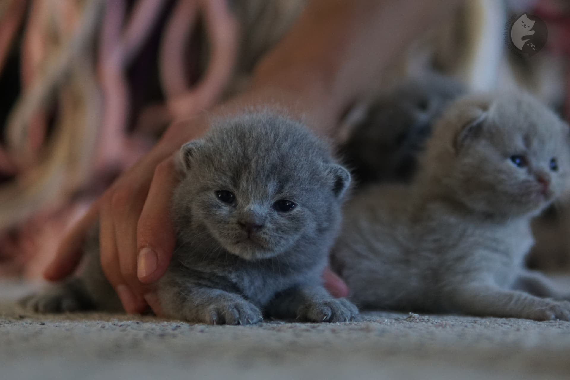 Playful kitten ready to leap