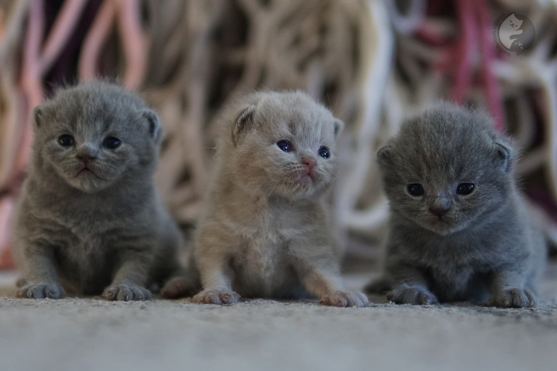 Kitten playful on blanket