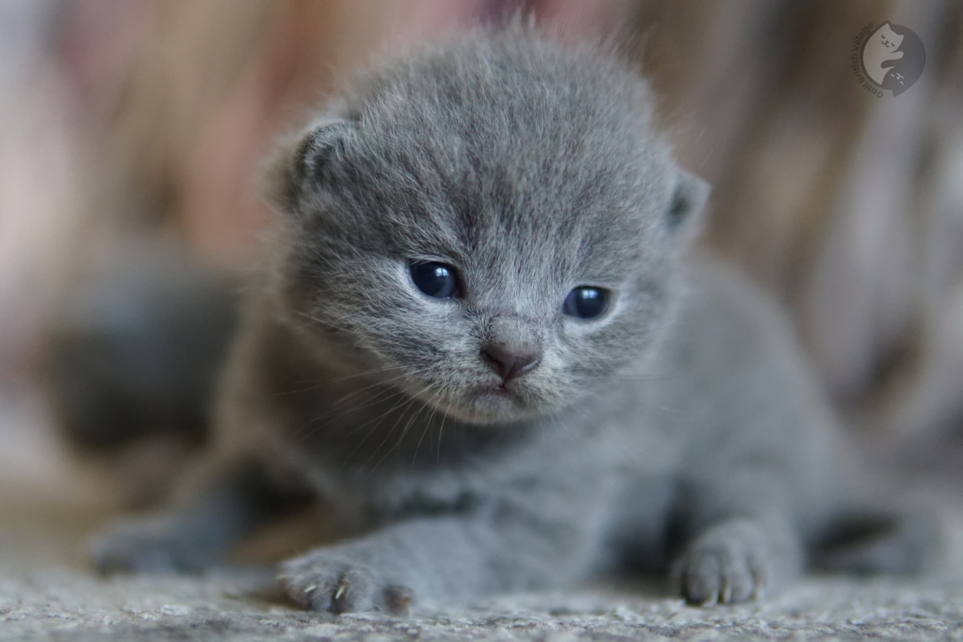 Gray-coated kitten sitting
