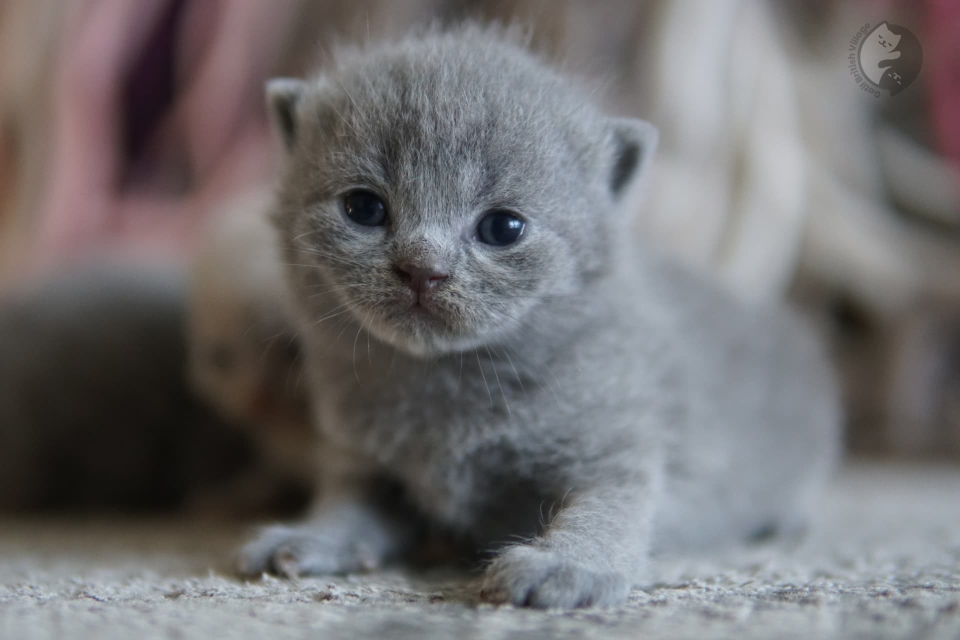 Kitten with adorable face