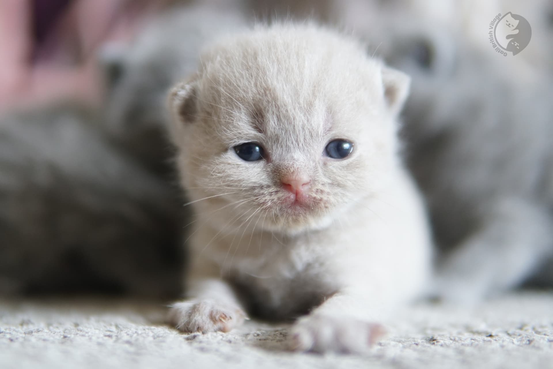 Kitten sniffing blanket softly