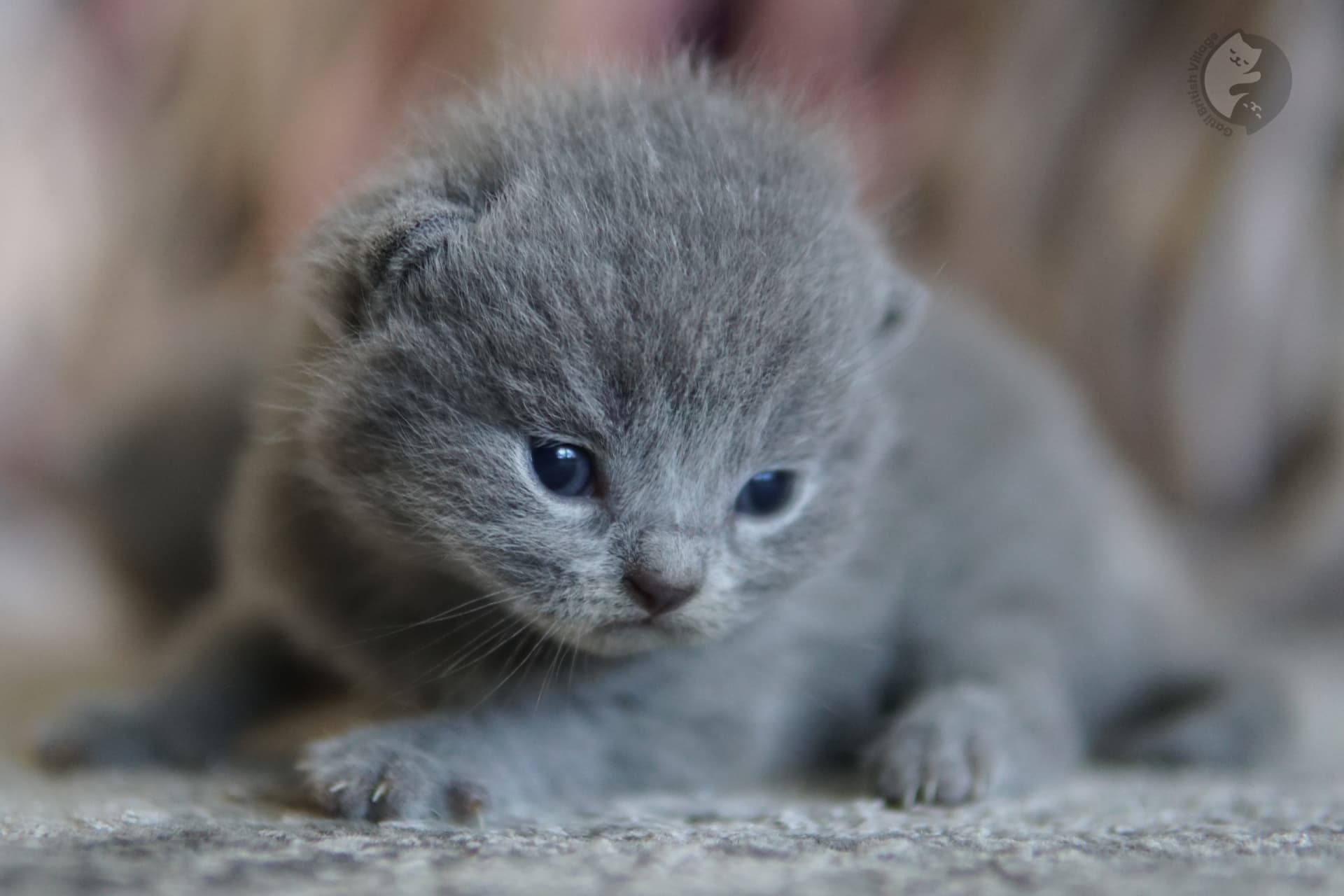 Kitten with fluffy cheeks