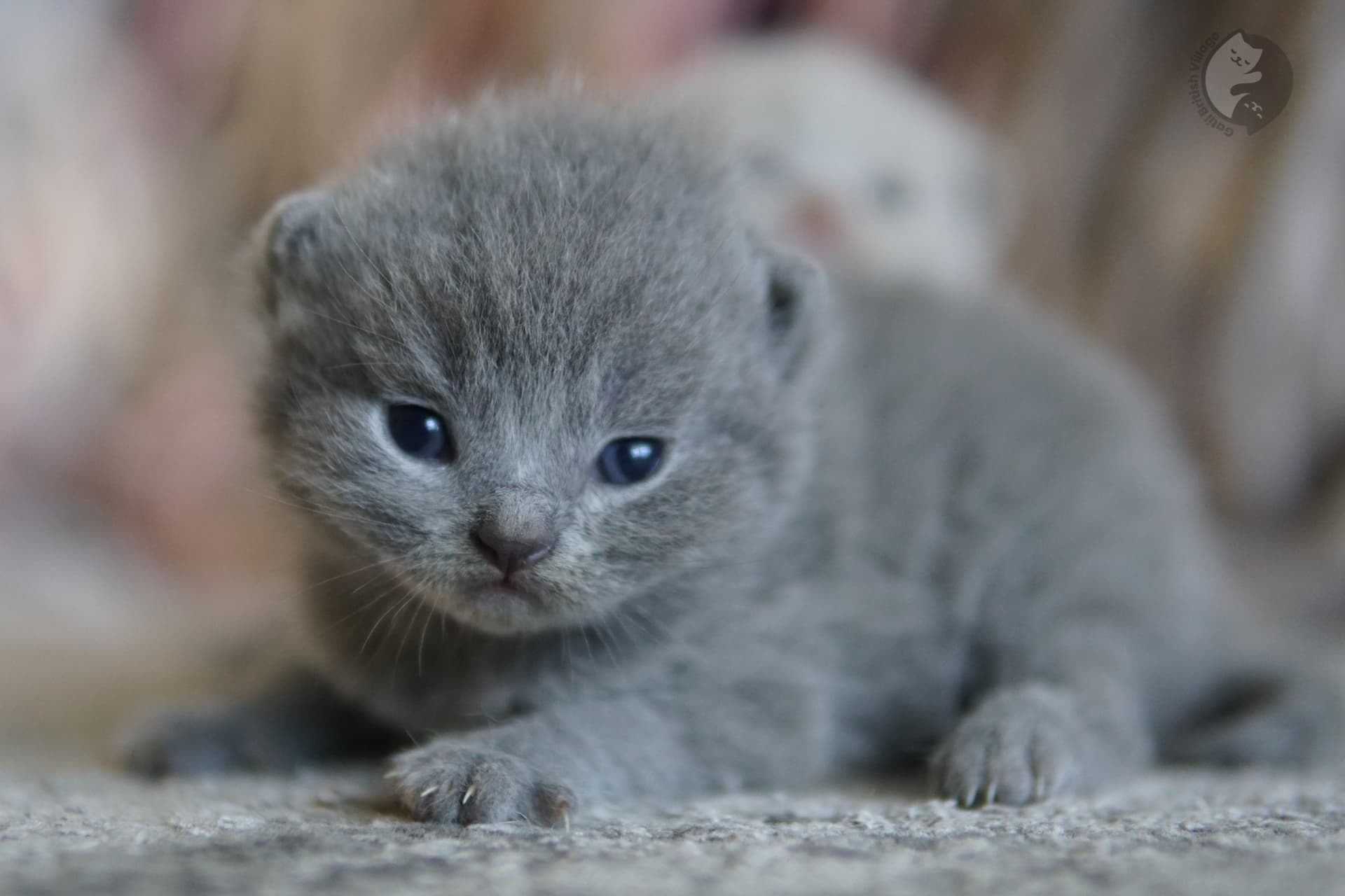 Kitten playing with ball of yarn