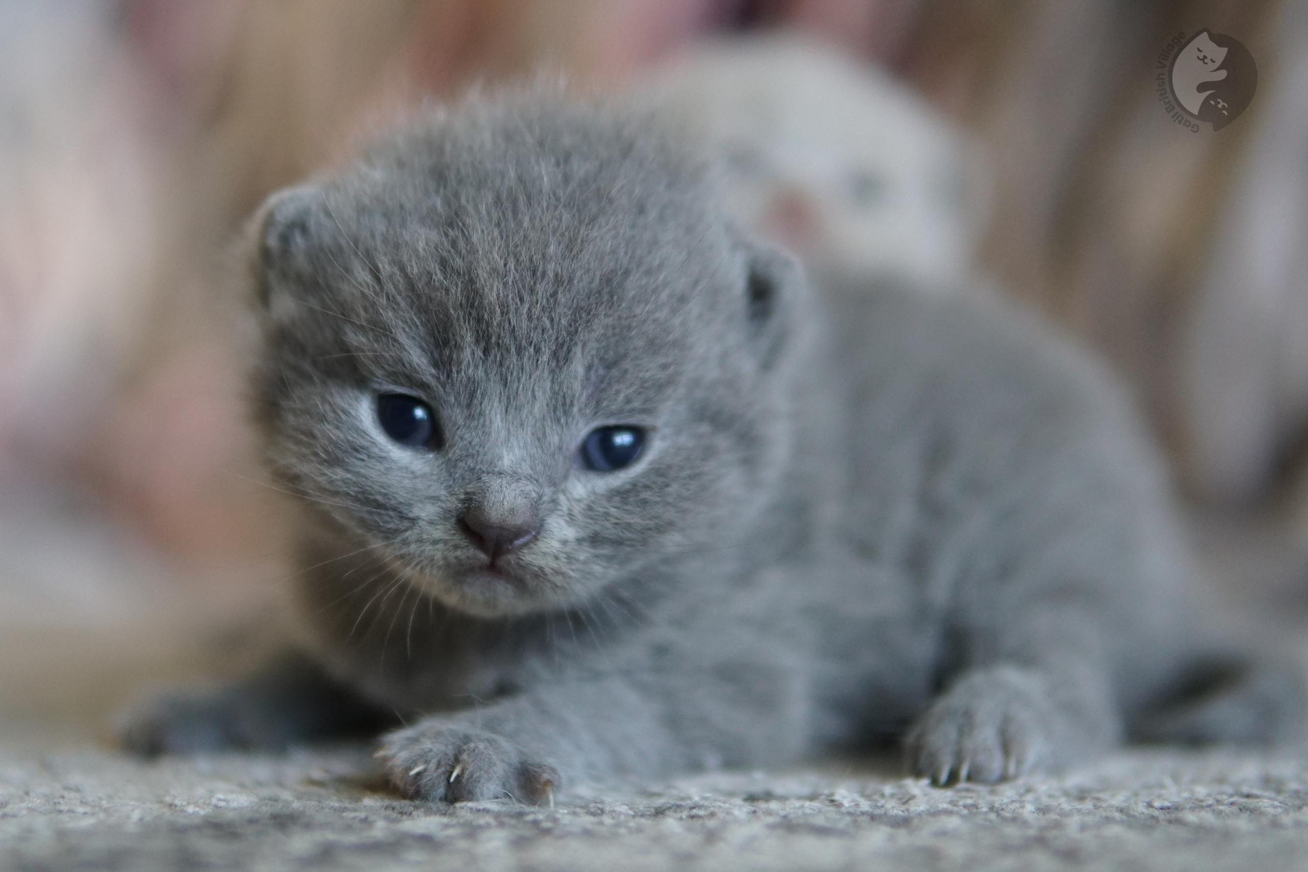 Kitten playing with ball of yarn