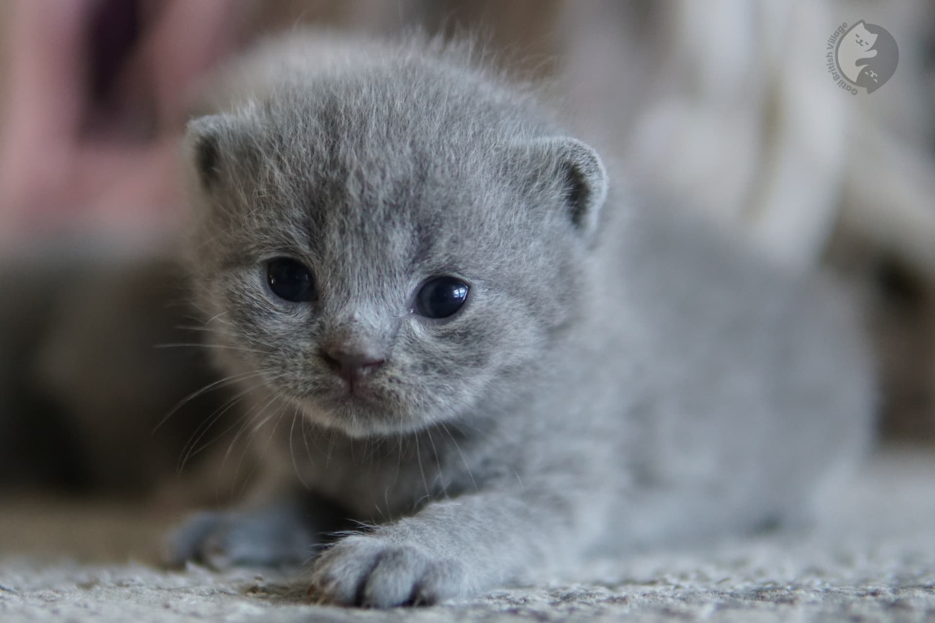 Kitten with mischievous look