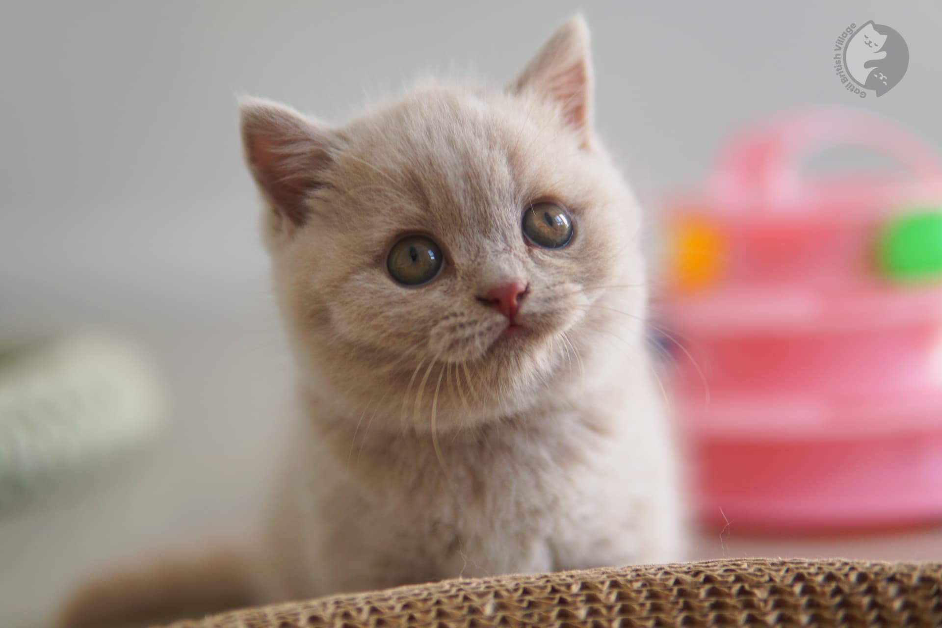 British Shorthair blue kitten exploring - photo 1