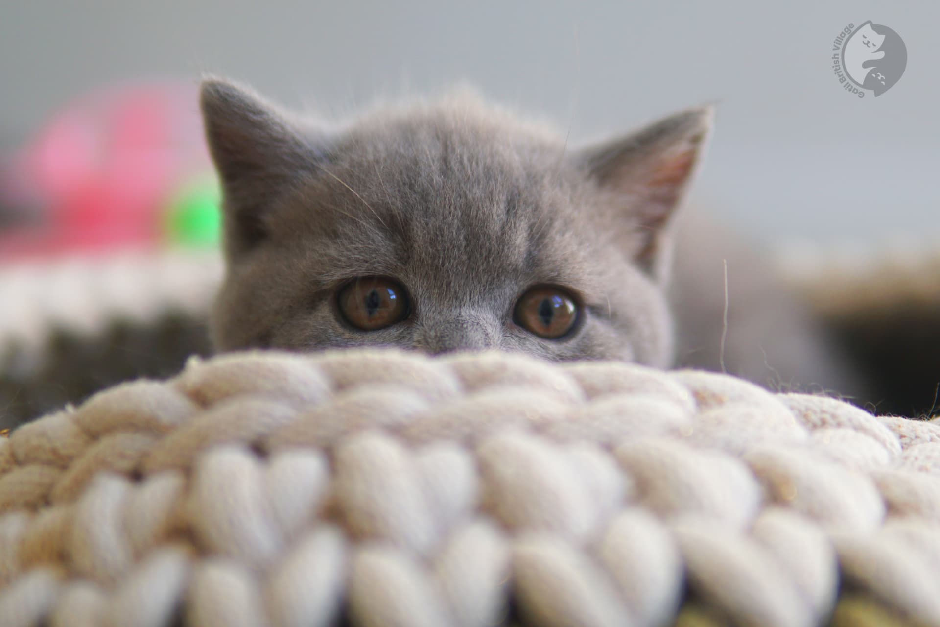 Pedigree British Shorthair kitten in close-up - photo 2