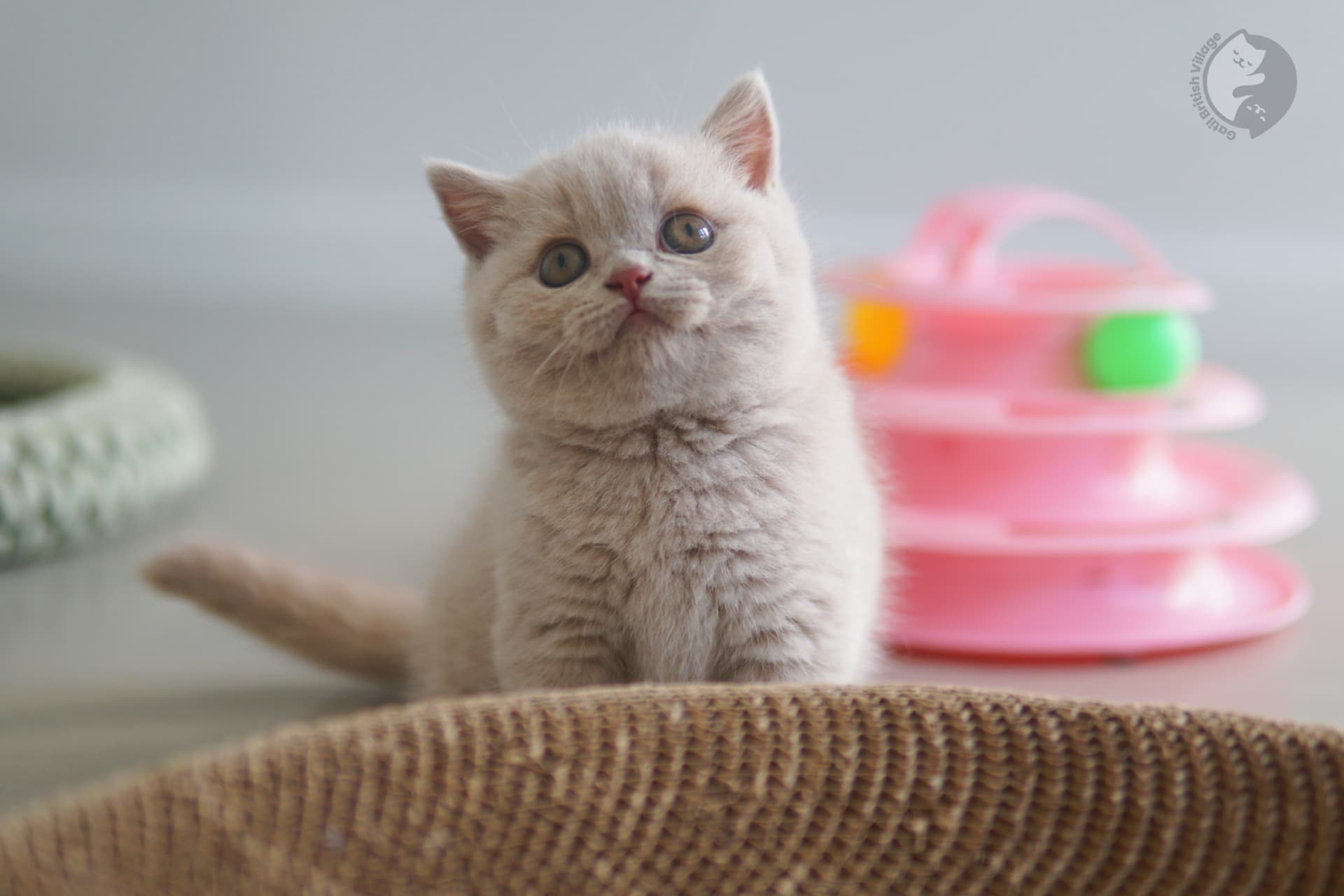 Three cuddled British Shorthair kittens - photo 3