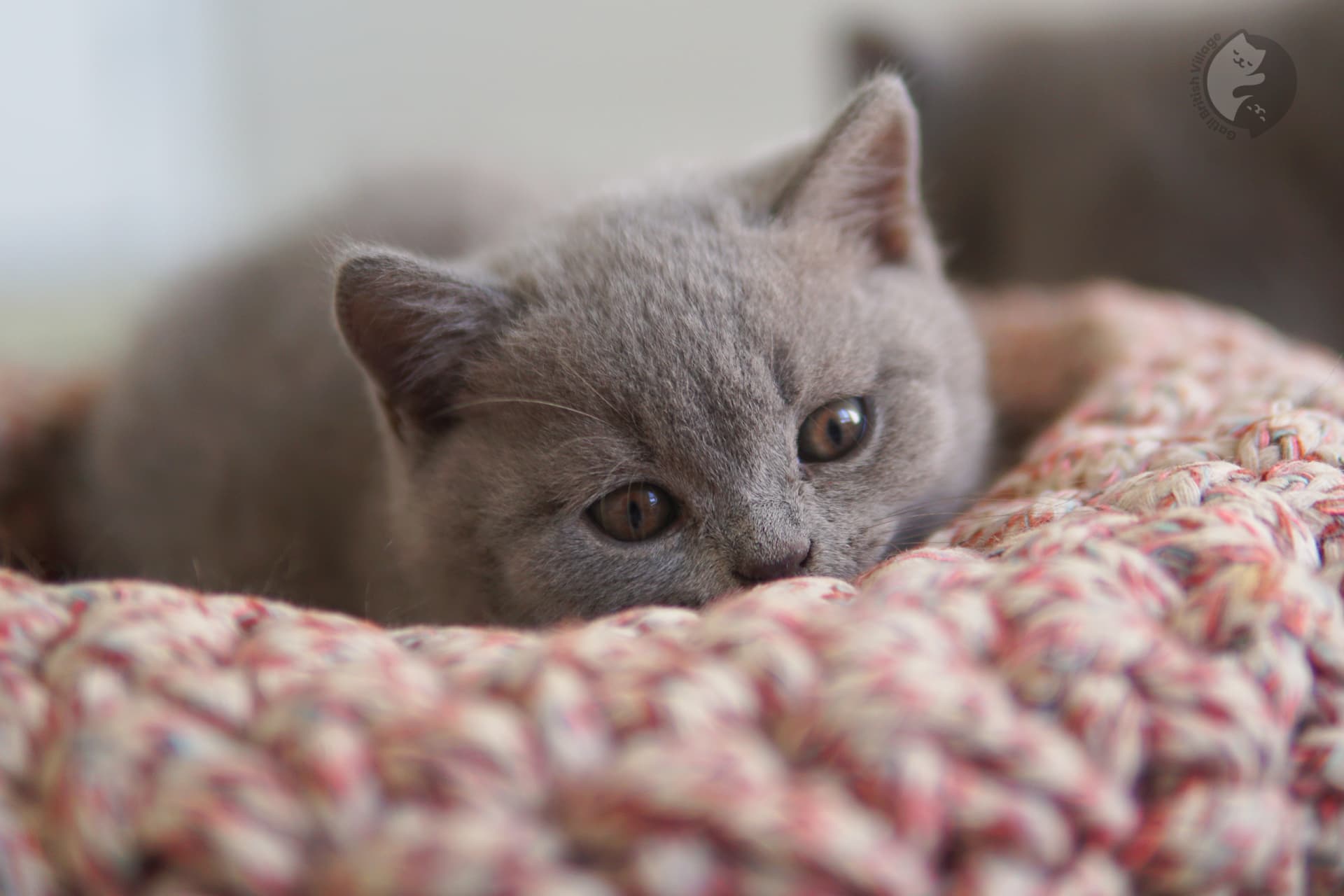 British Shorthair kitten sleeping peacefully - photo 4