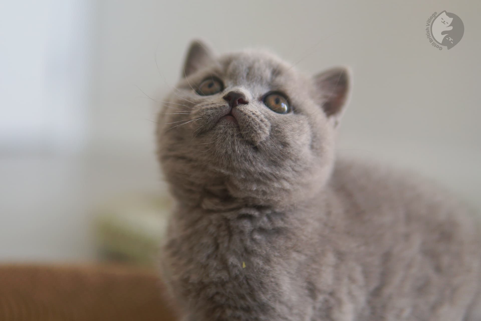 Blue-coated British Shorthair kitten - photo 5